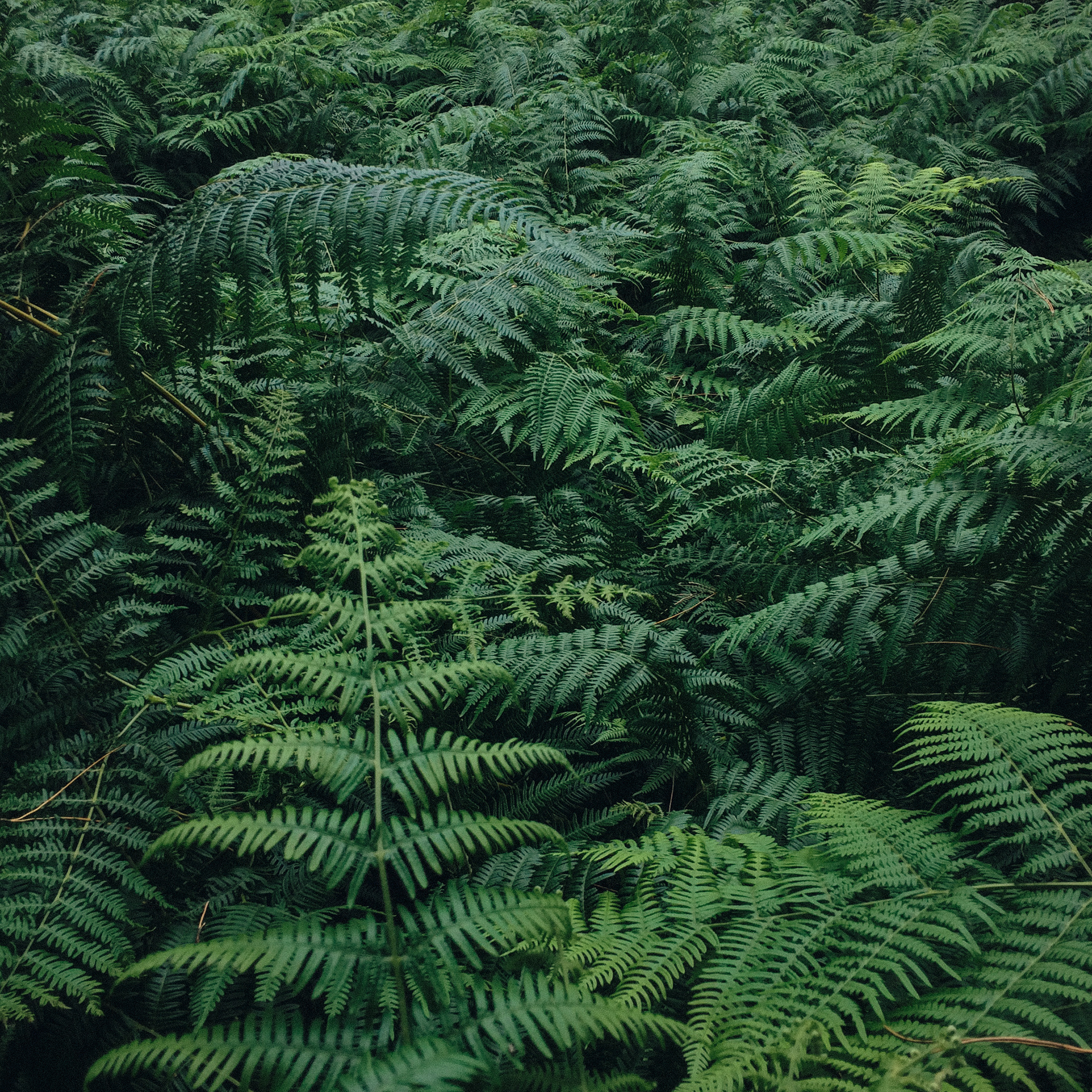 Ferns, Newborough Forest