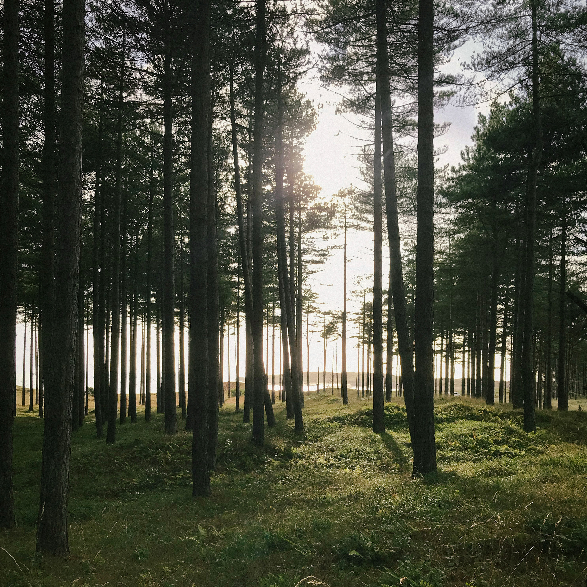 Afternoon sunlight, Newborough Forest