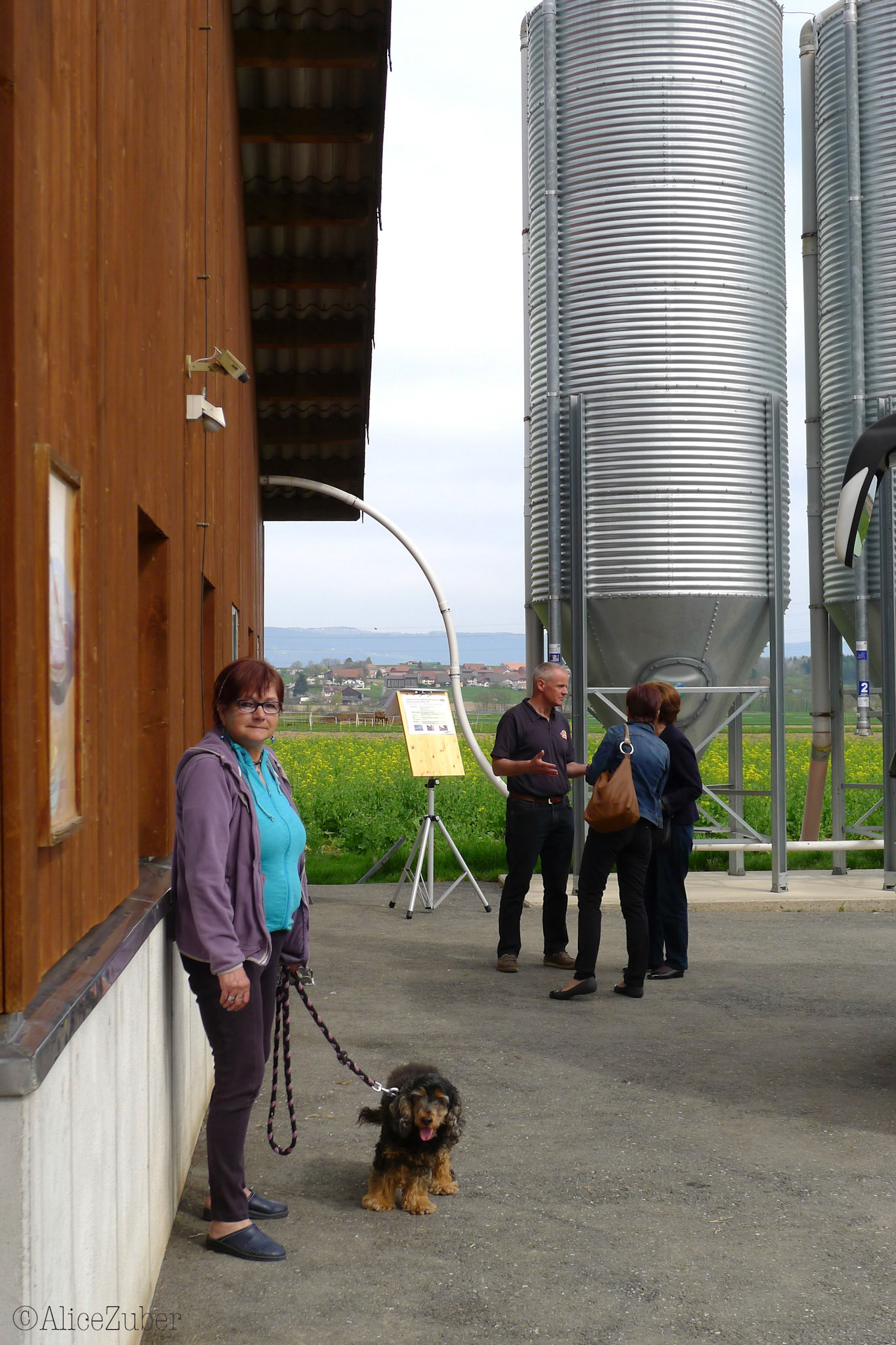 Halle d'élevage poussins de 9 jours