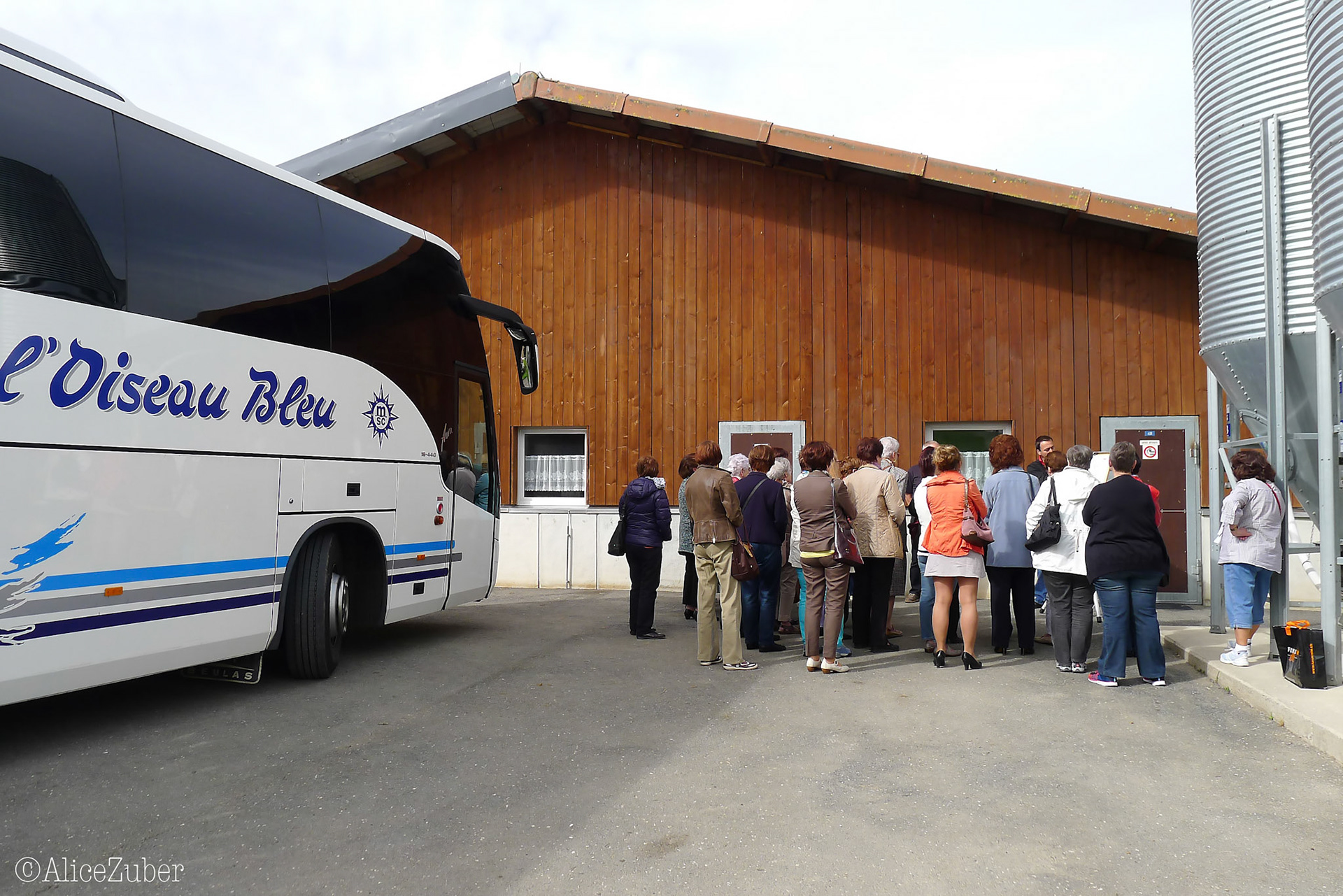 Halle d'élevage poussins de 9 jours