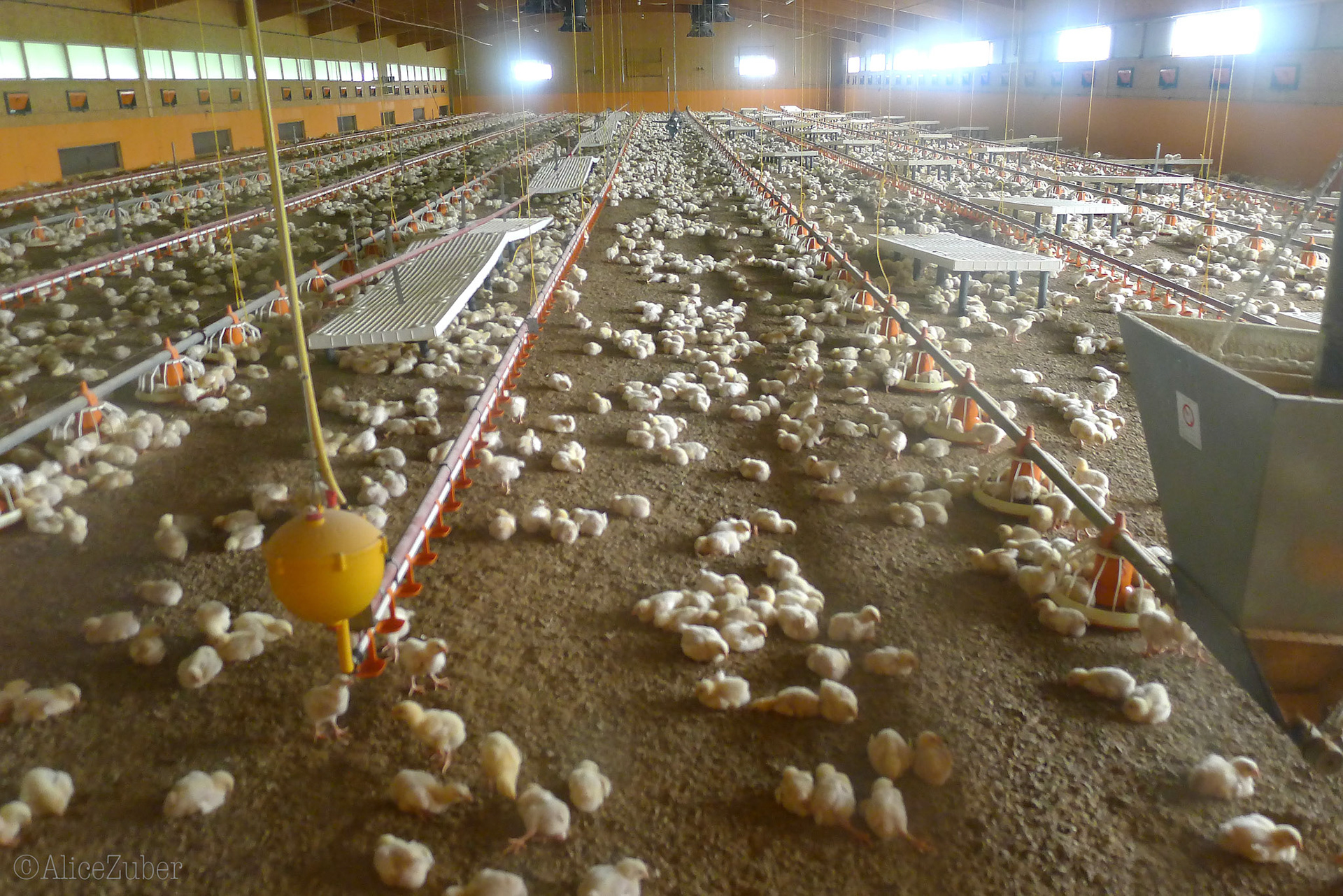 Halle d'élevage poussins de 9 jours