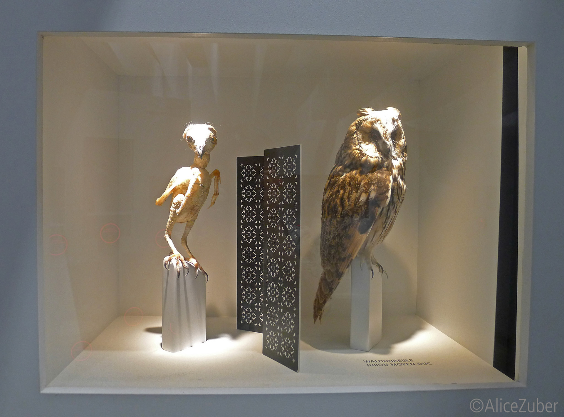 Hibou déplumé et hibou plumé