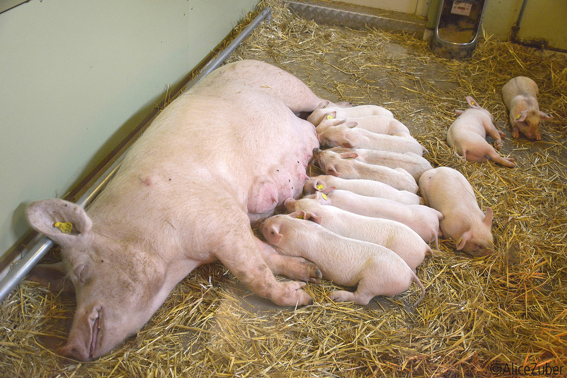 Restaurant Schnuggebock, Teufen