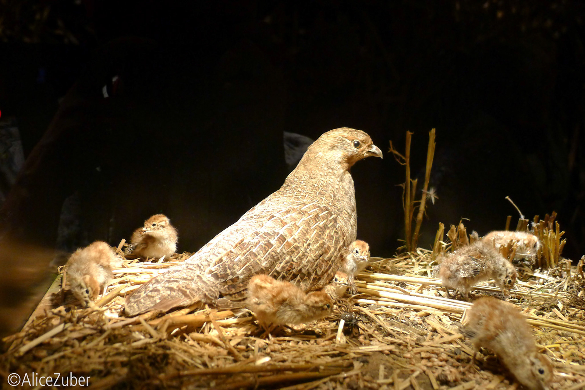 Caille et ses poussins