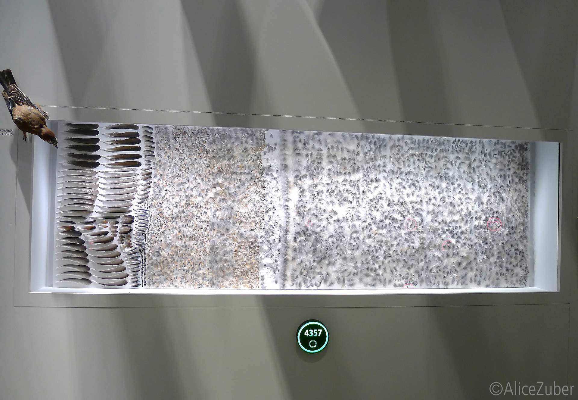 Combien de plumes pour ce passereau?