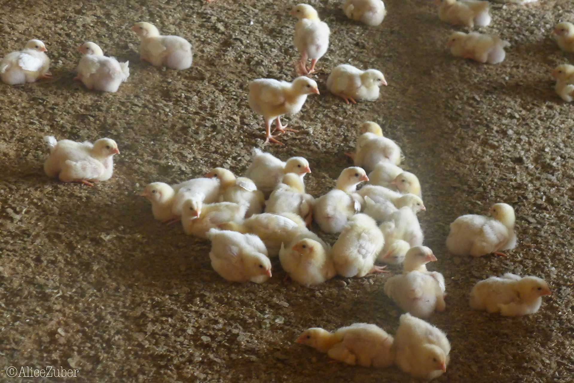 Halle d'élevage poussins de 9 jours