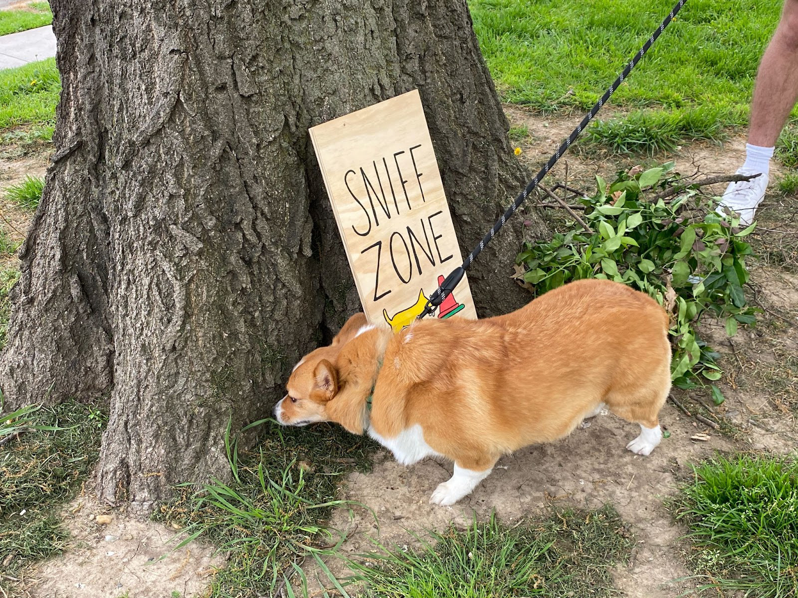 Dog sniffing the 'Sniff Zone' sign