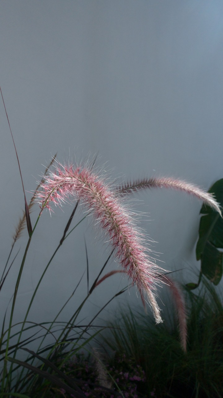 estudio studio farinha rosa