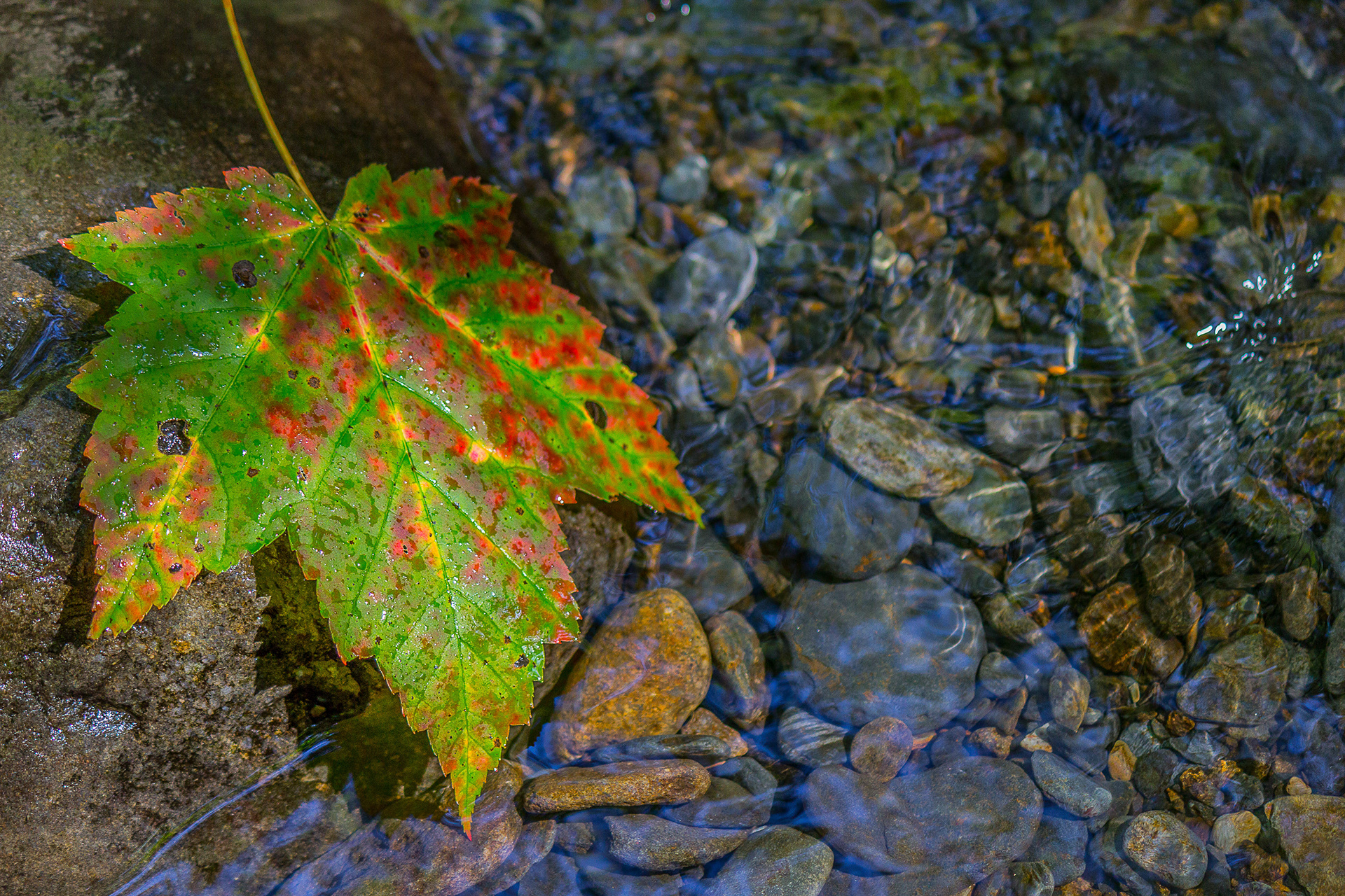 Close Up of Leaf in Stream