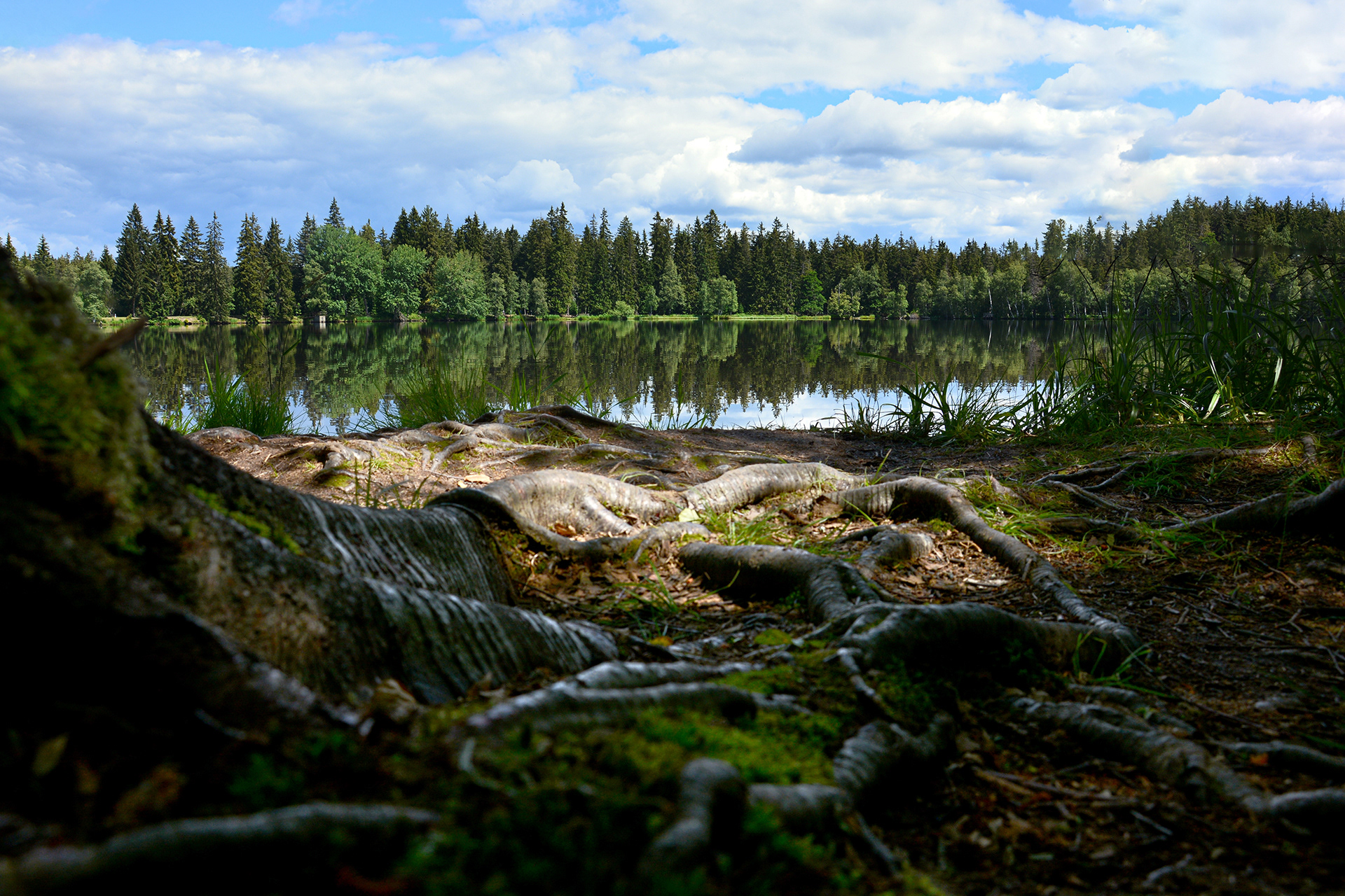 Spiegelung eines Waldsees im Kaiserwald in Klein Skandinavien in Böhmen