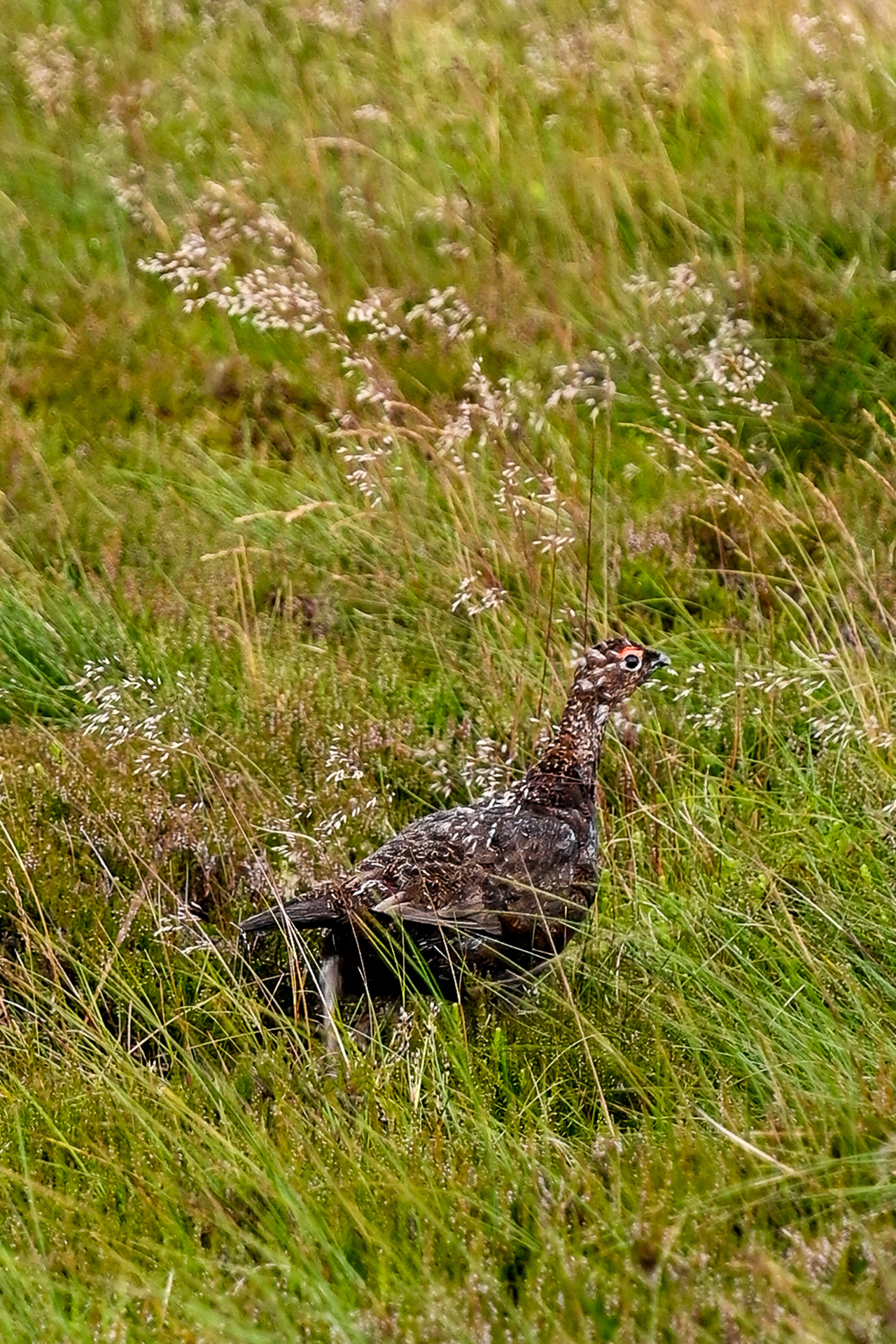 Schottisches Moorschneehuhn