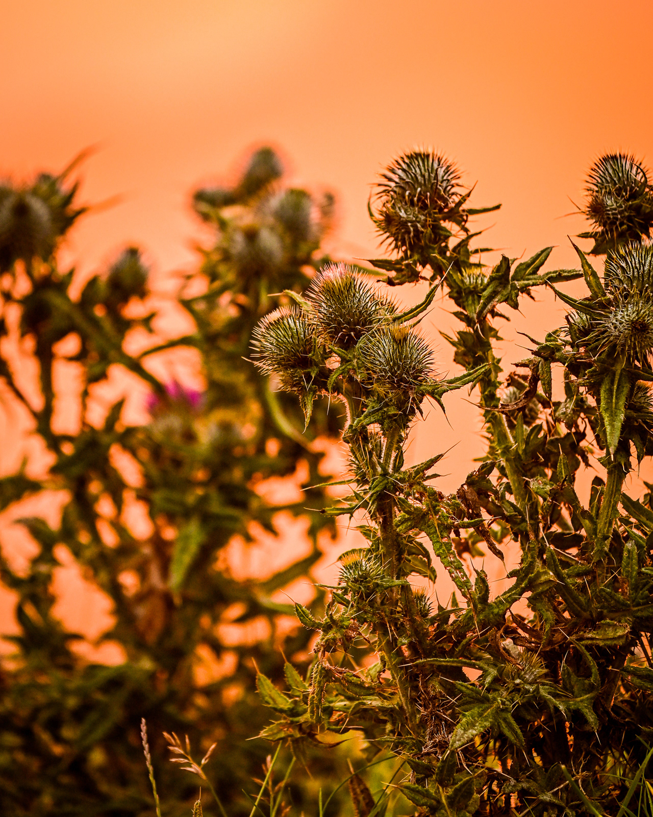 Disteln als Schottische Nationalblume im Abendlicht
