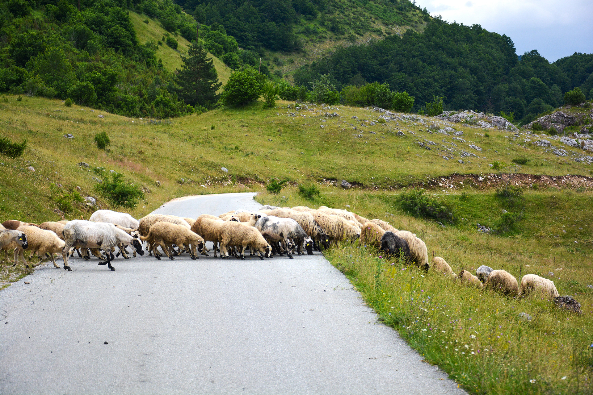 Schafherde beim Überqueren einer Straße