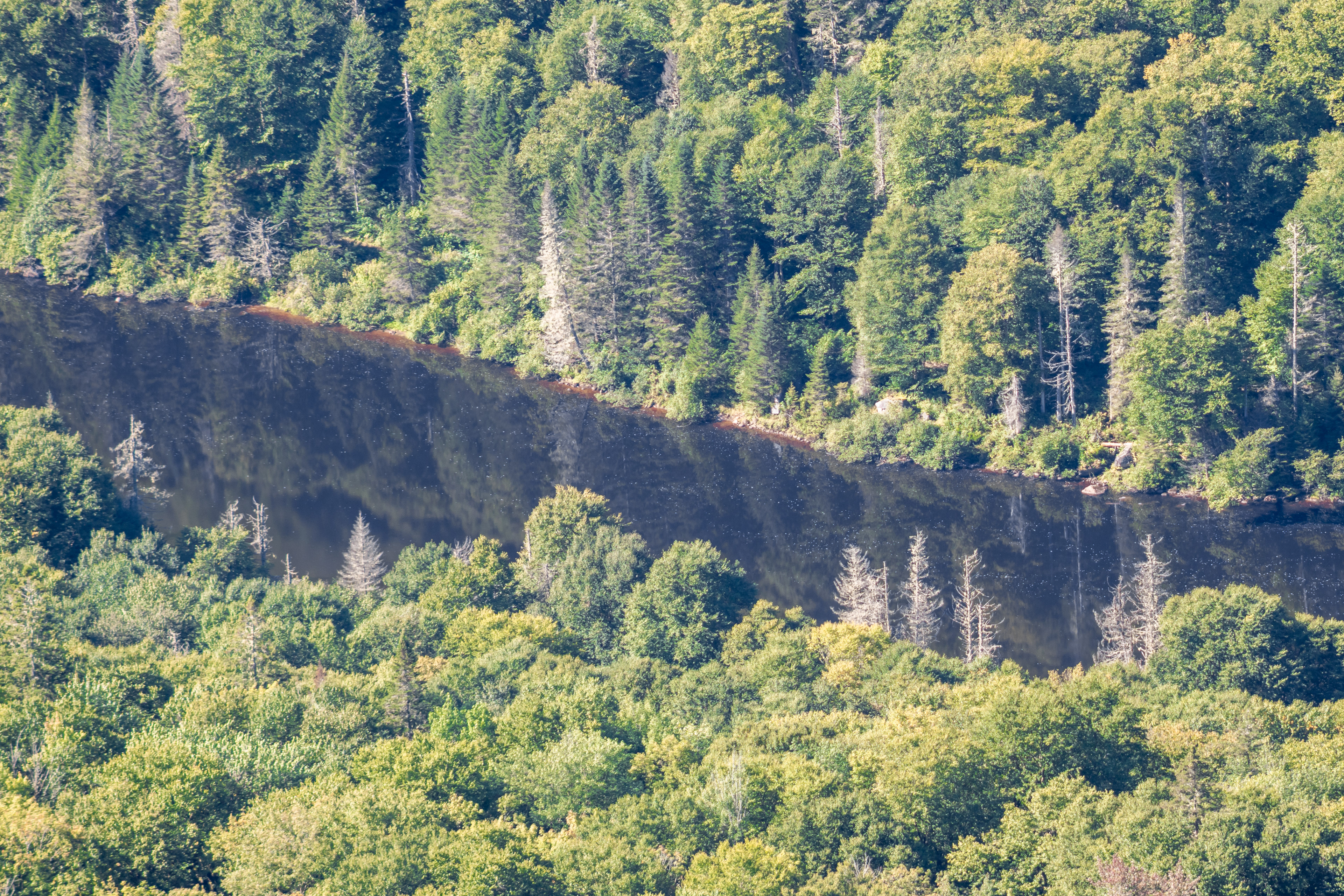 Tree Mirror | (Jacques Cartier National Park, Canada)
