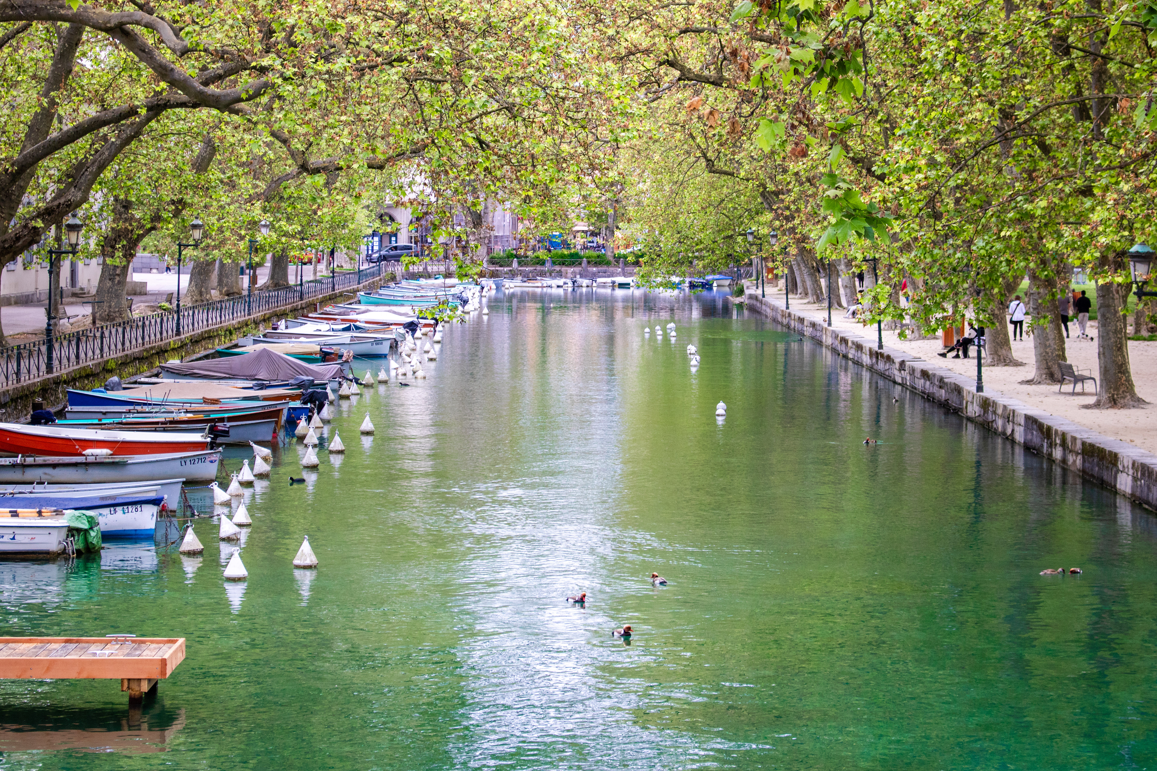 Roof of Trees | (Pont des Amours)
