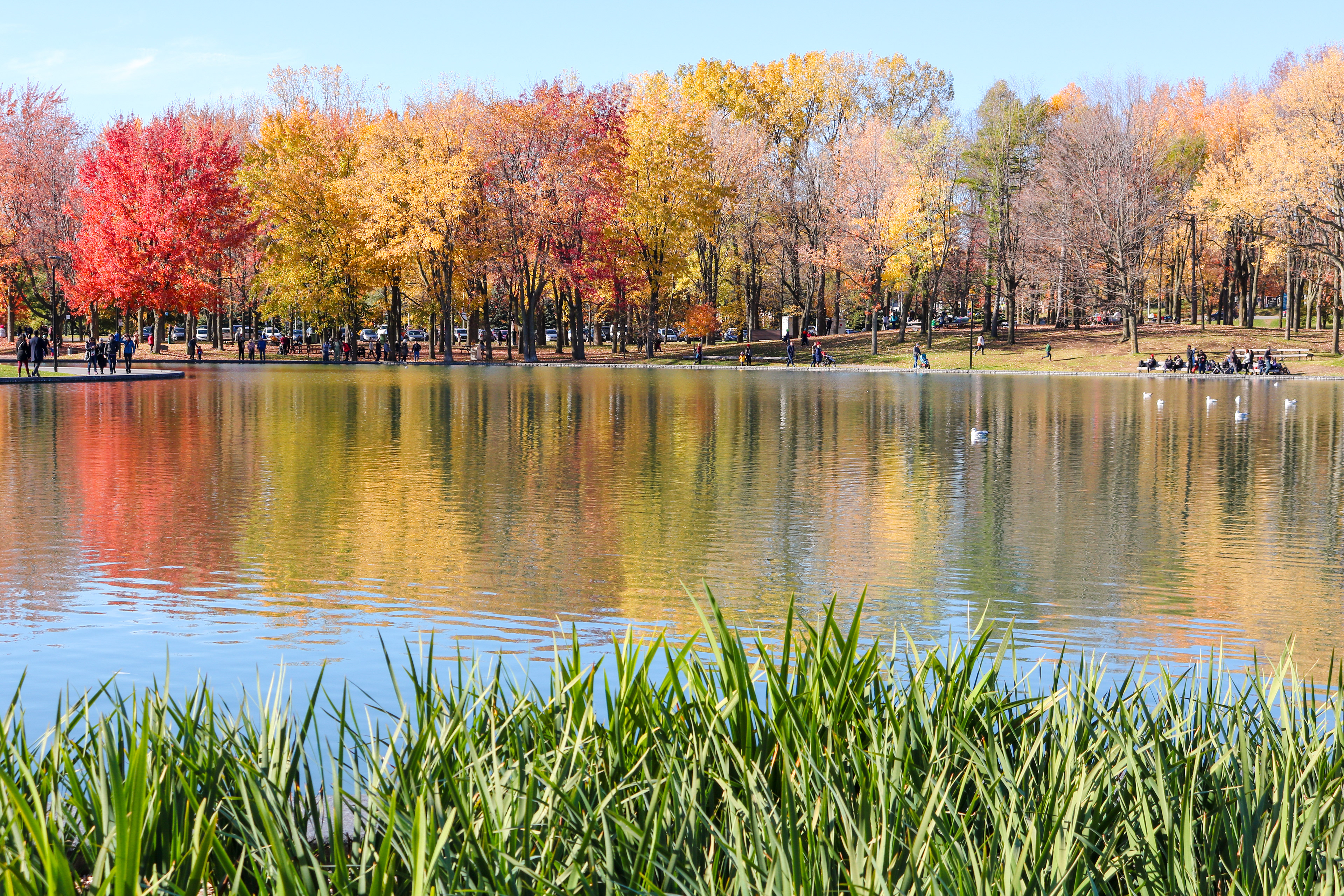 Autumn Walk at Beaver Lake | (Montreal, Canada)