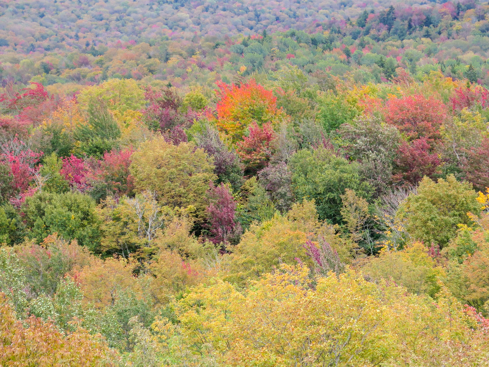 Splash of Red | (Parc National du Mont-Orford)