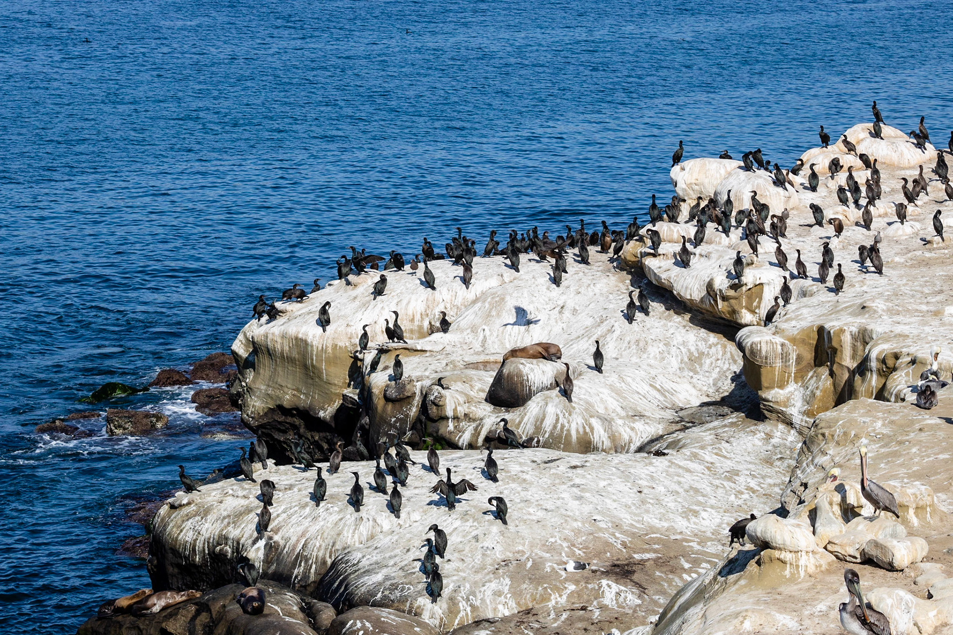 Flying Family | (La Jolla Cove)