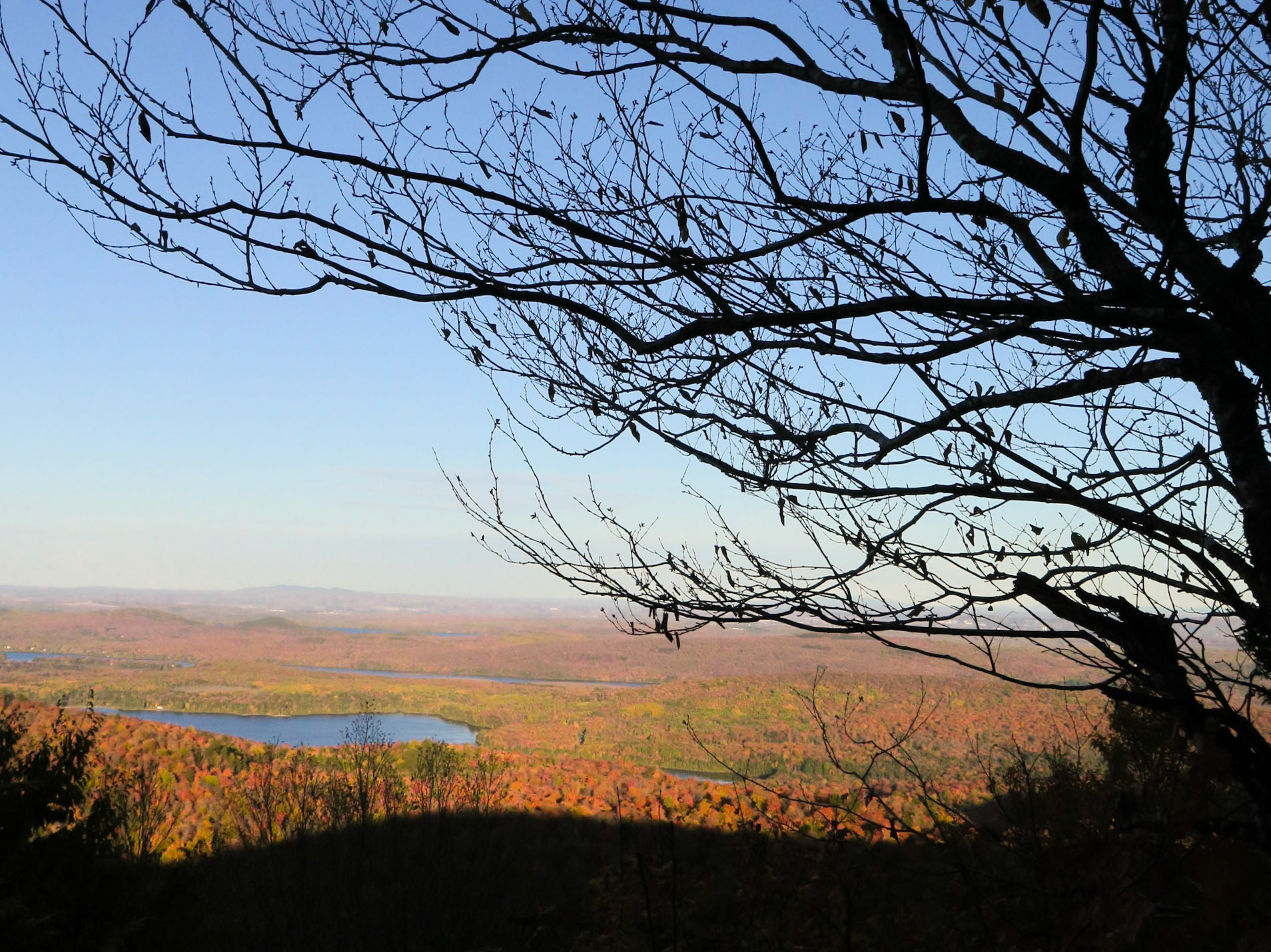 Leafless | (Parc National du Mont-Orford)