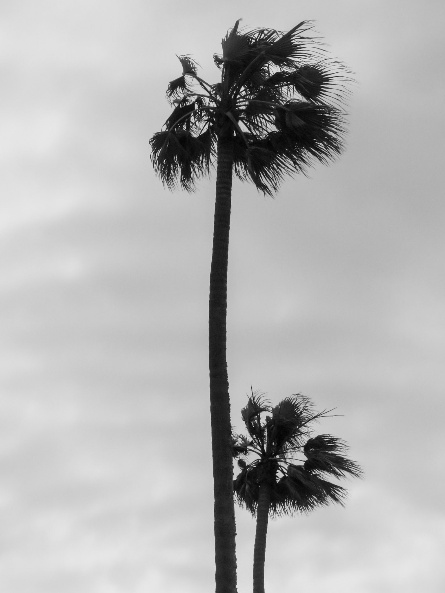 Pair of Palms