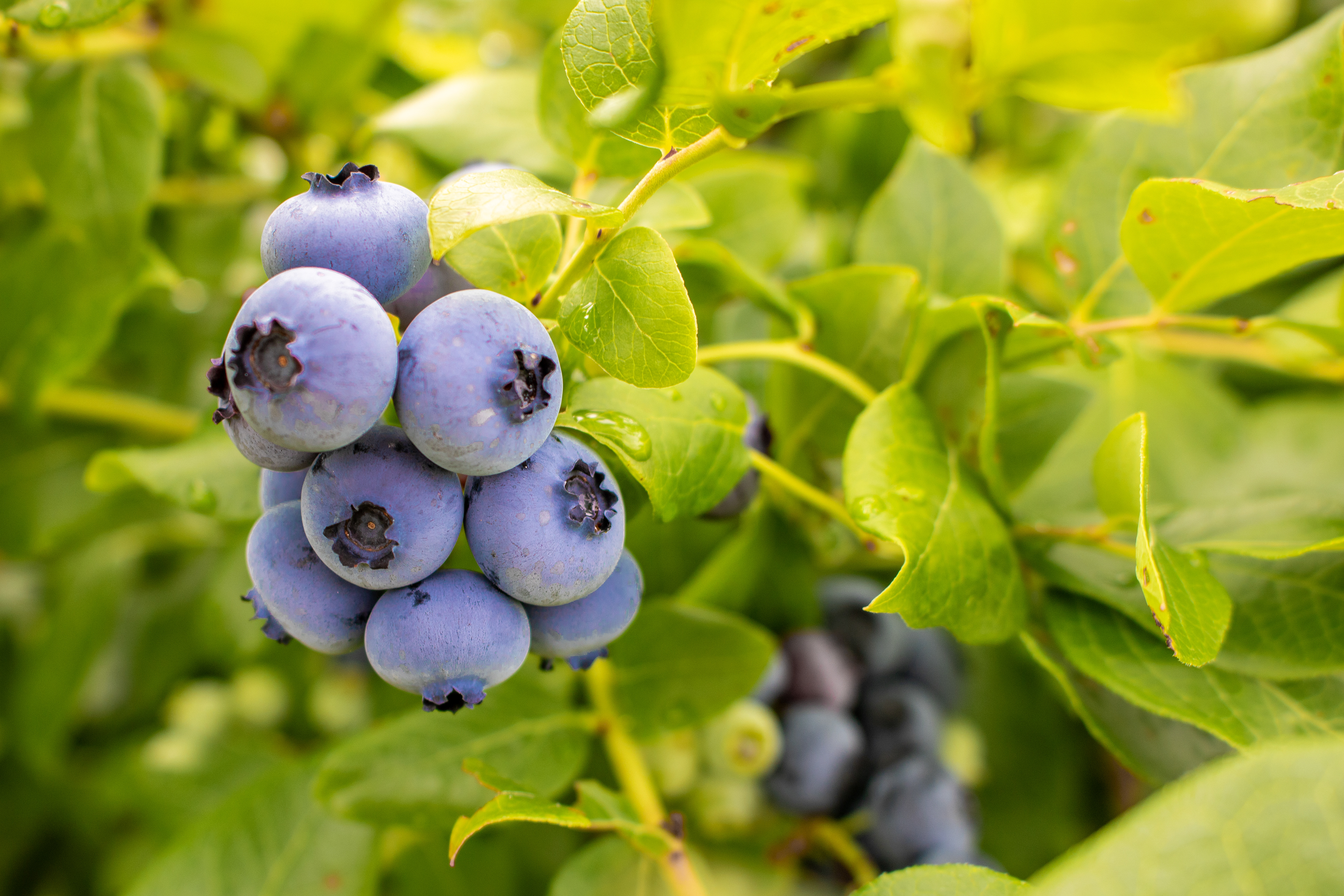 Les Bleuets