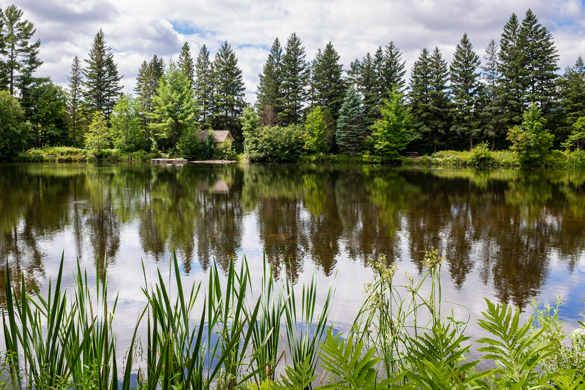 Twice the Trees | (Mirror Lake, Mont Tremblant Ski Resort)