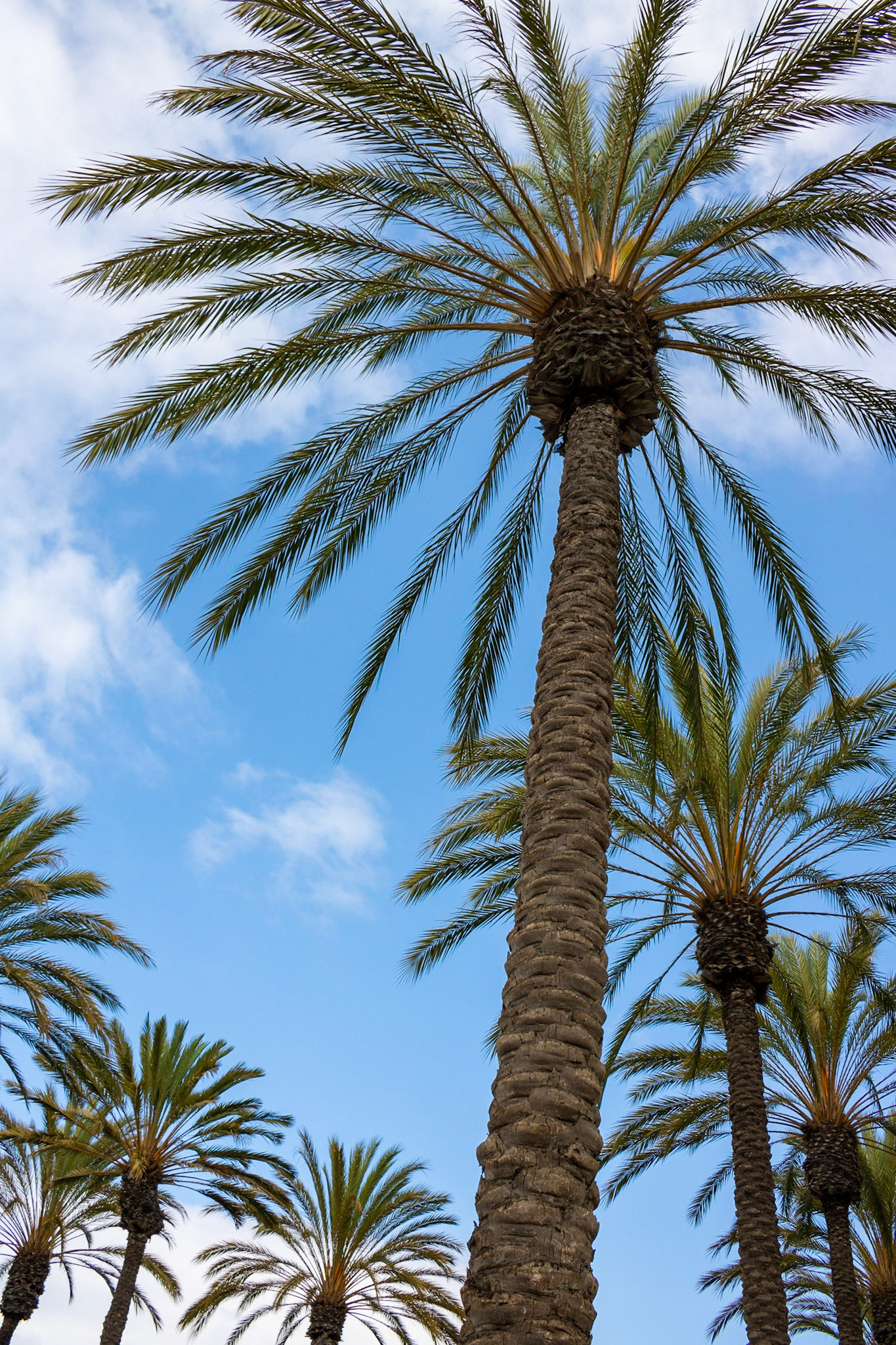 Tropical Trees