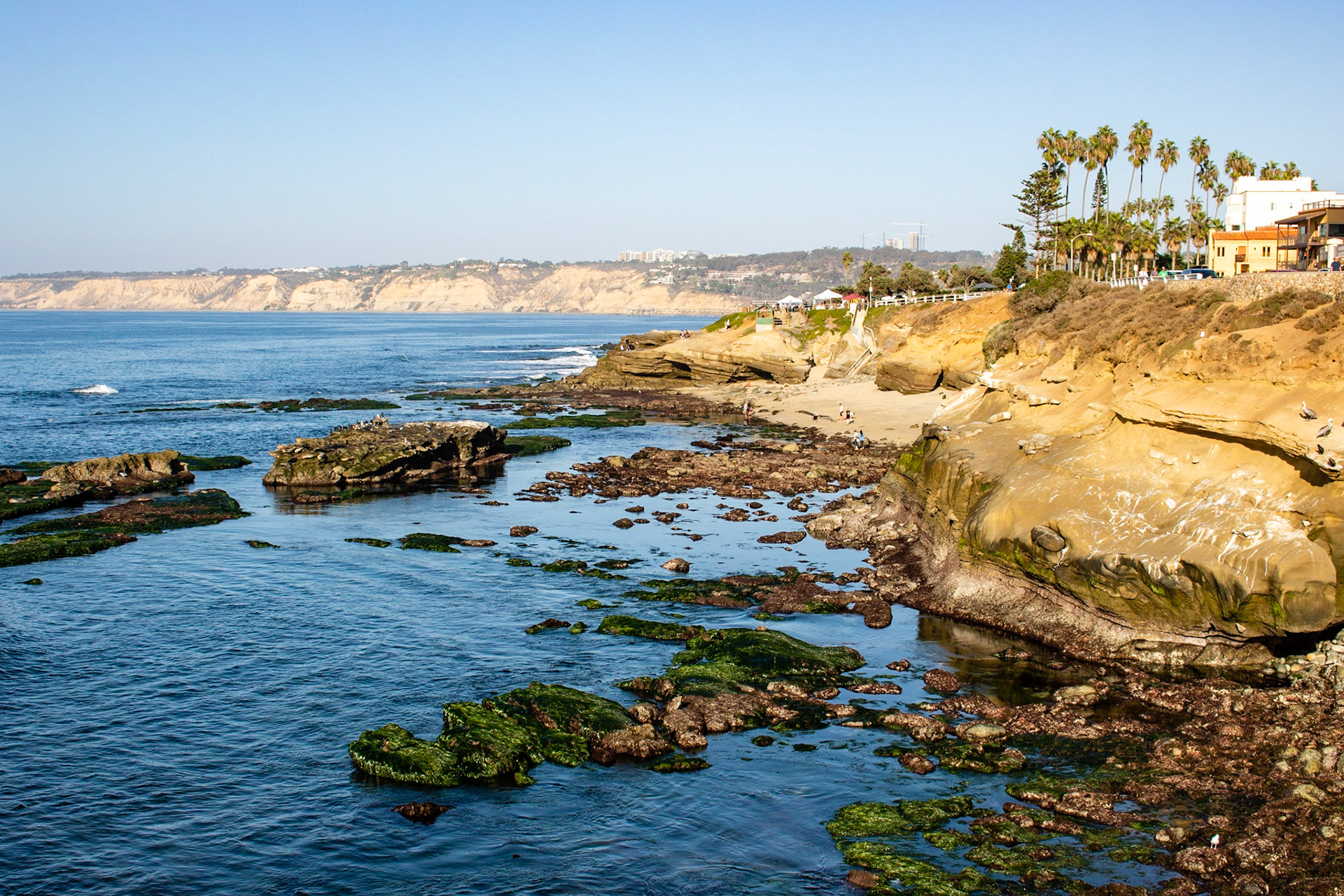 Rocky | (La Jolla)