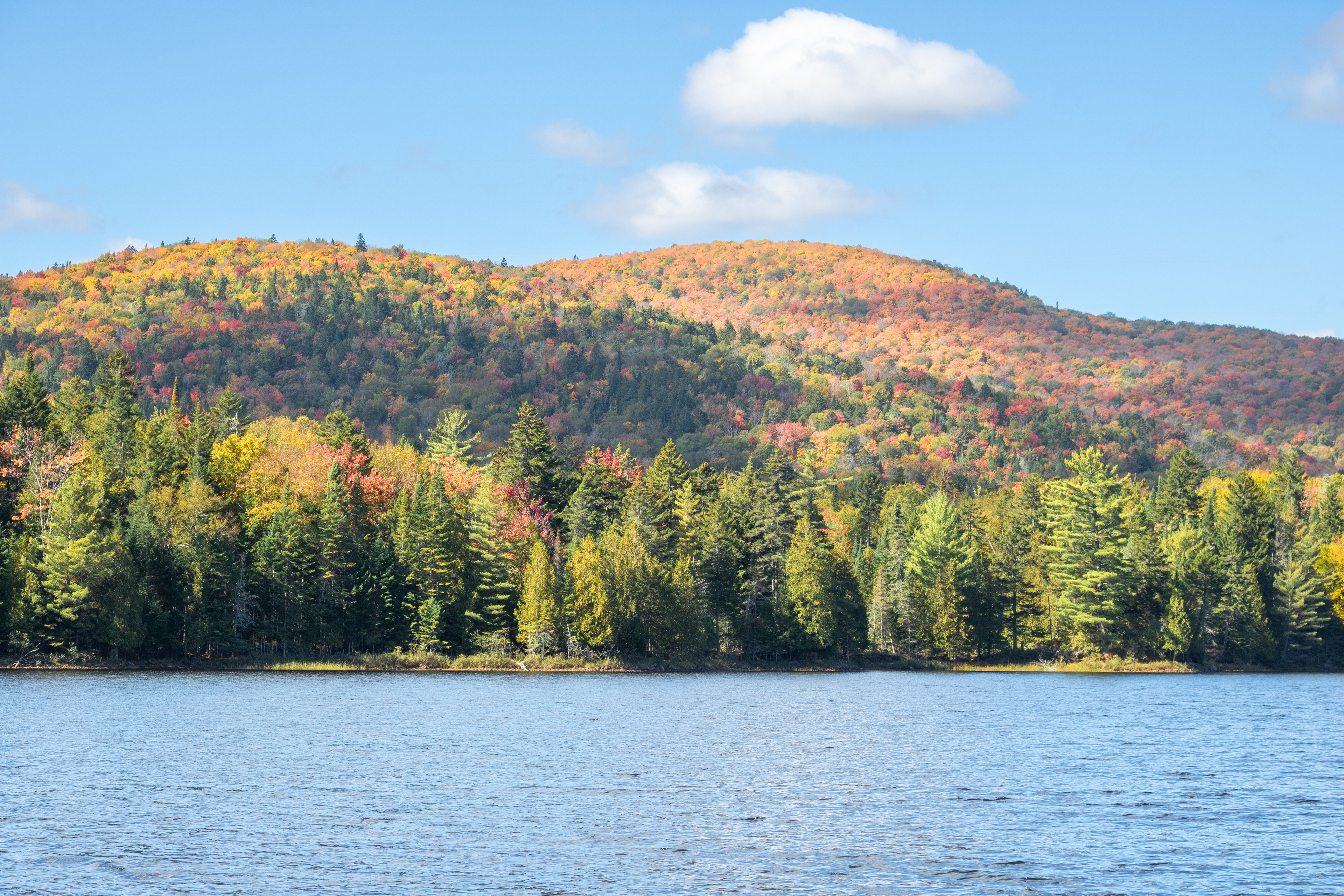 Lake and Leaves | (Parc National du Mont-Tremblant)