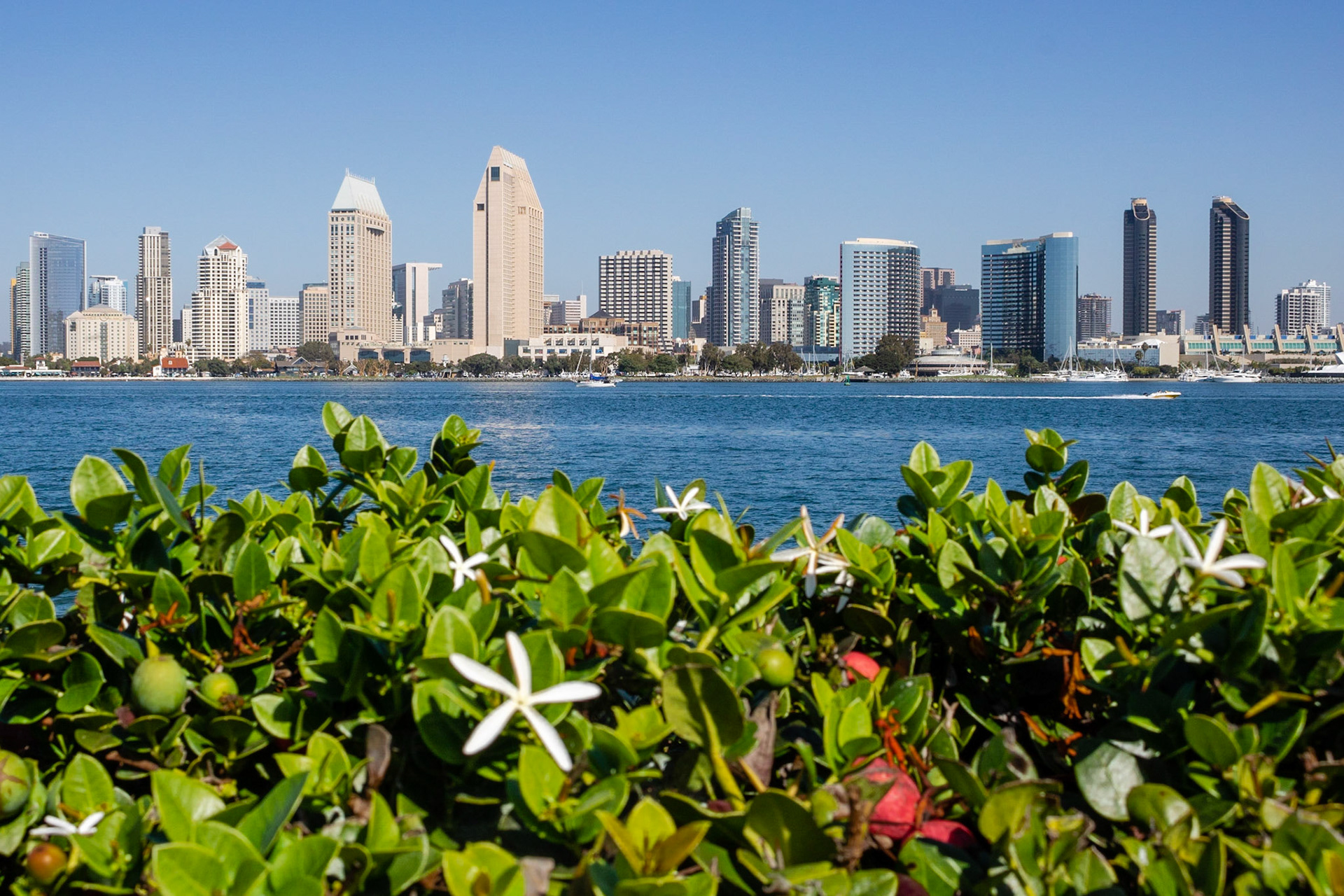 Sun, City, and Shrubs | (Centennial Park, Coronado Island)
