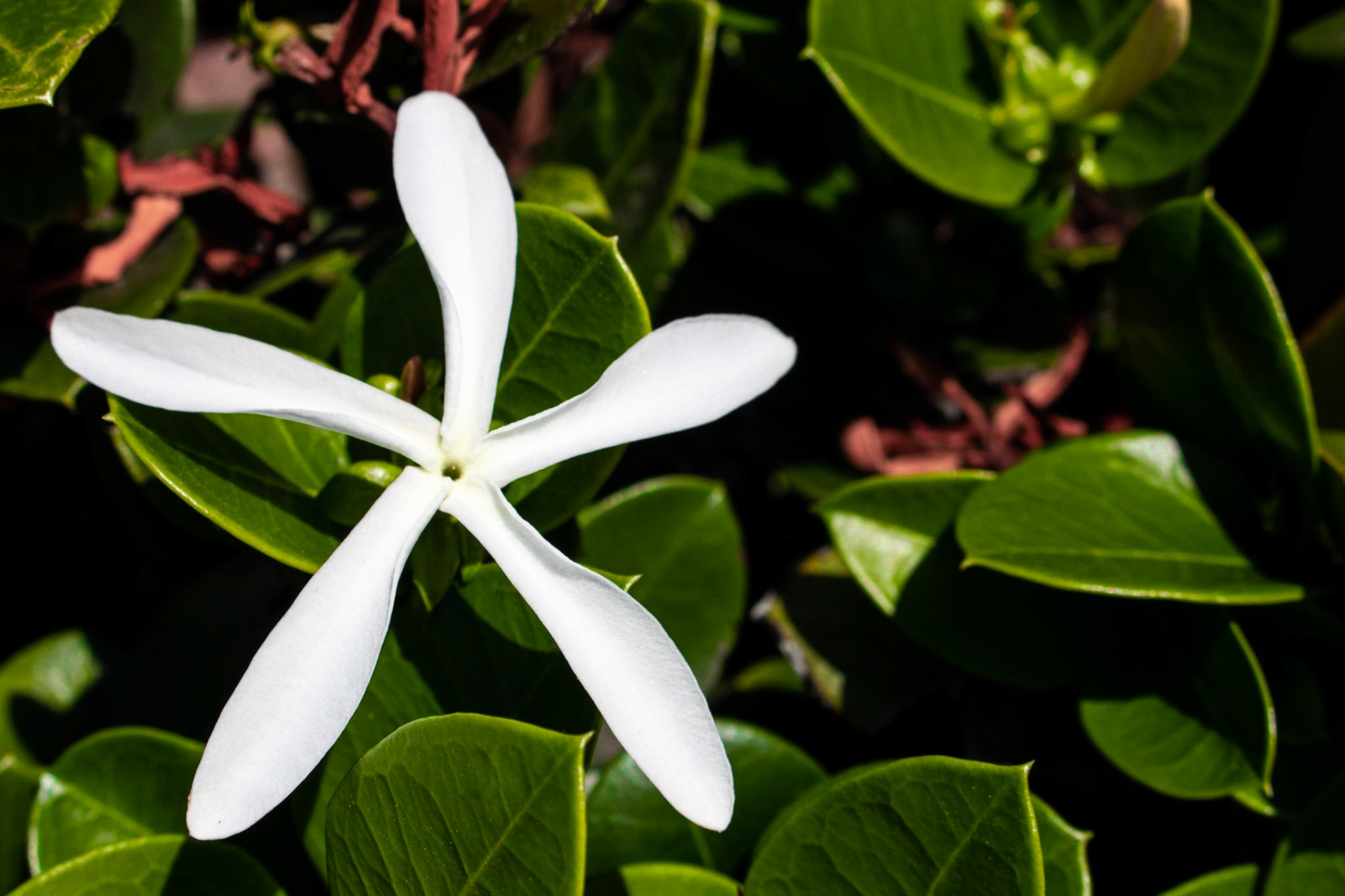 Five-Flower | (Centennial Park, Coronado Island)