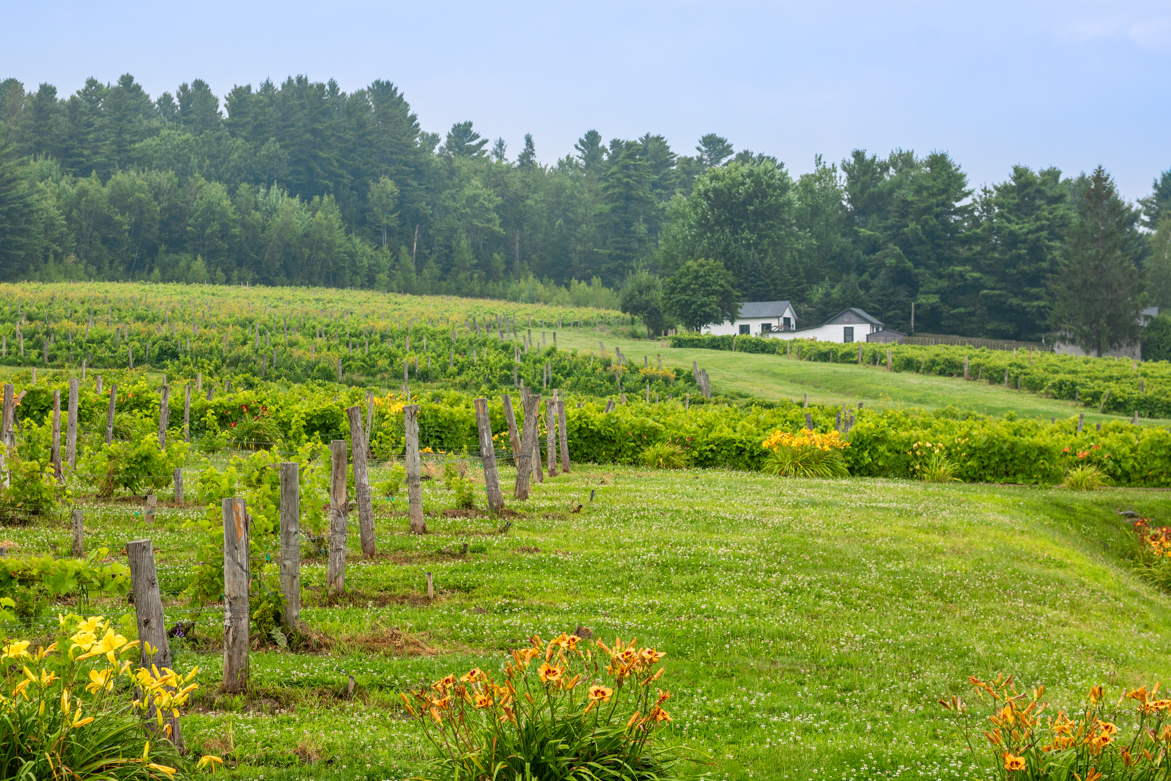 Wine Time | (Le Cep d'Argent)