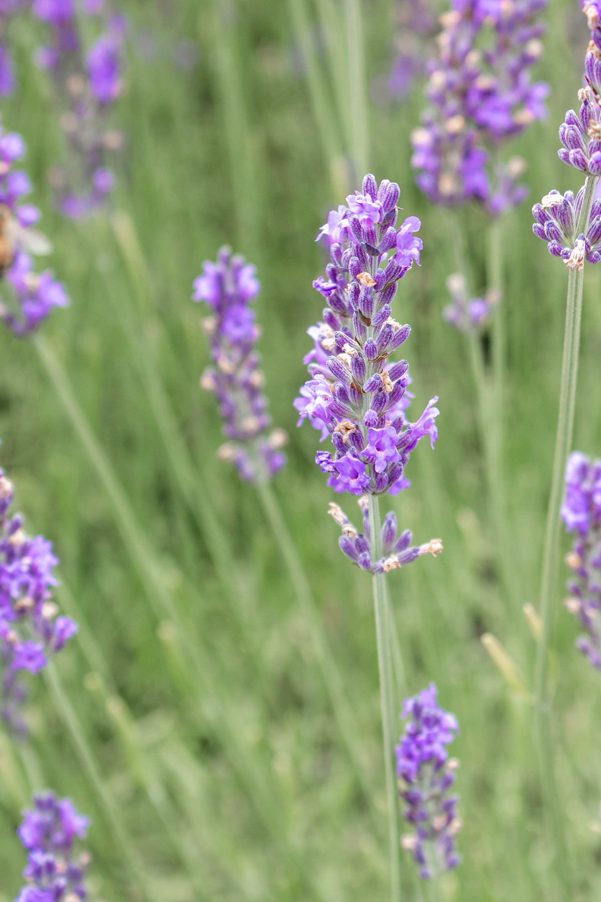 Lovely Lavender | (Bleu Lavande)