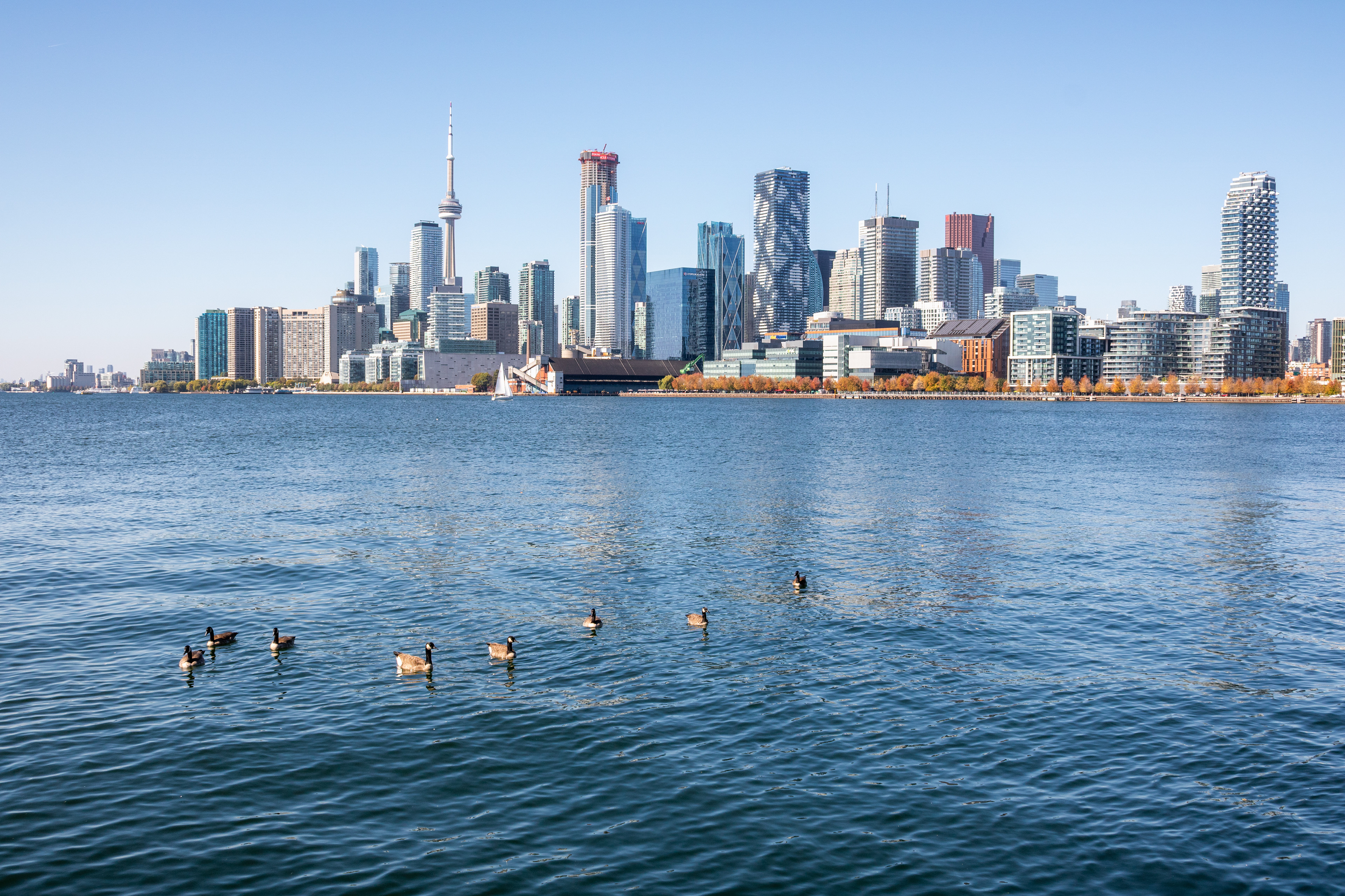 Goose Guards | (Toronto, Canada)
