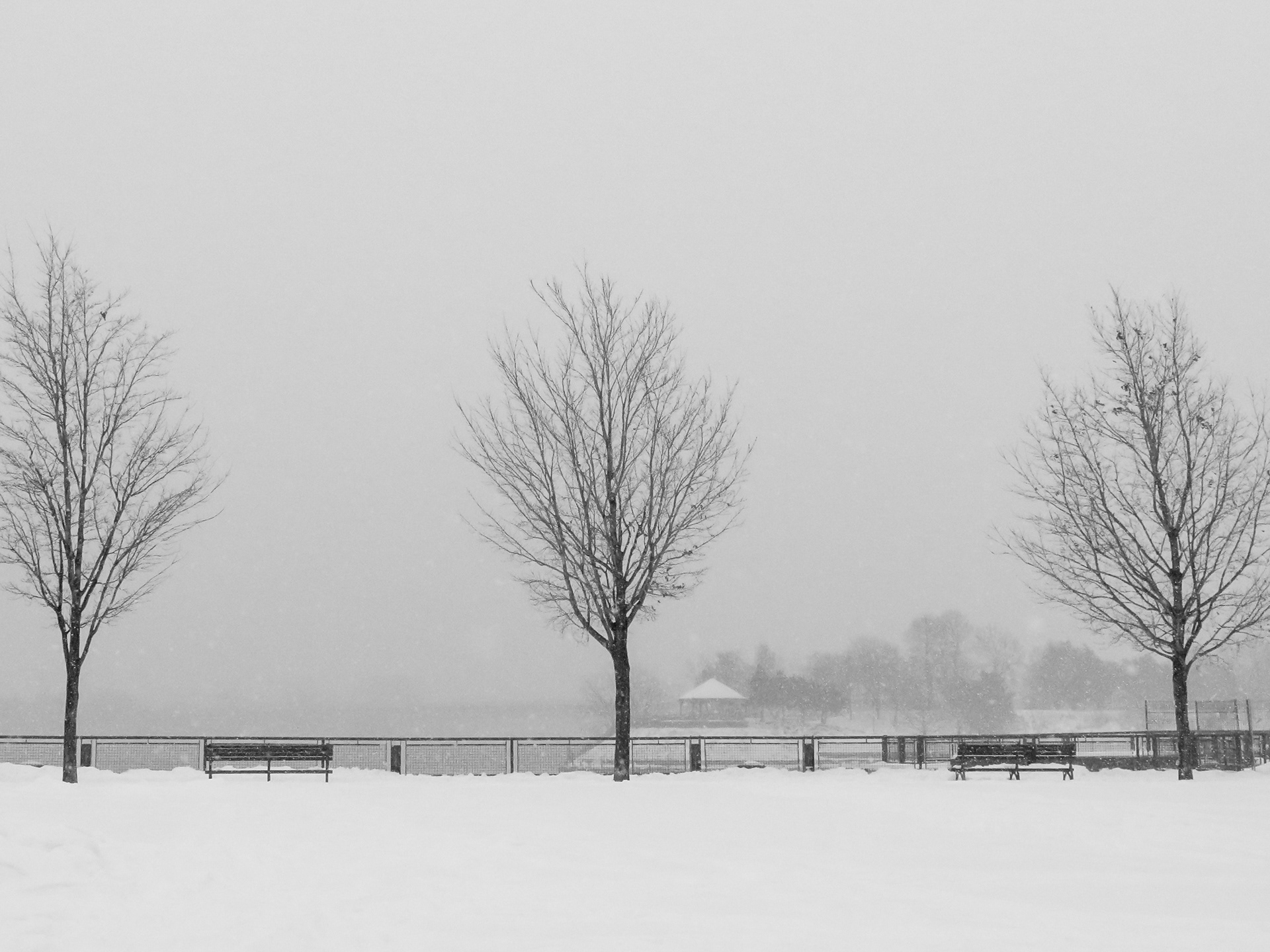 Three Trees | (Montreal, Canada)