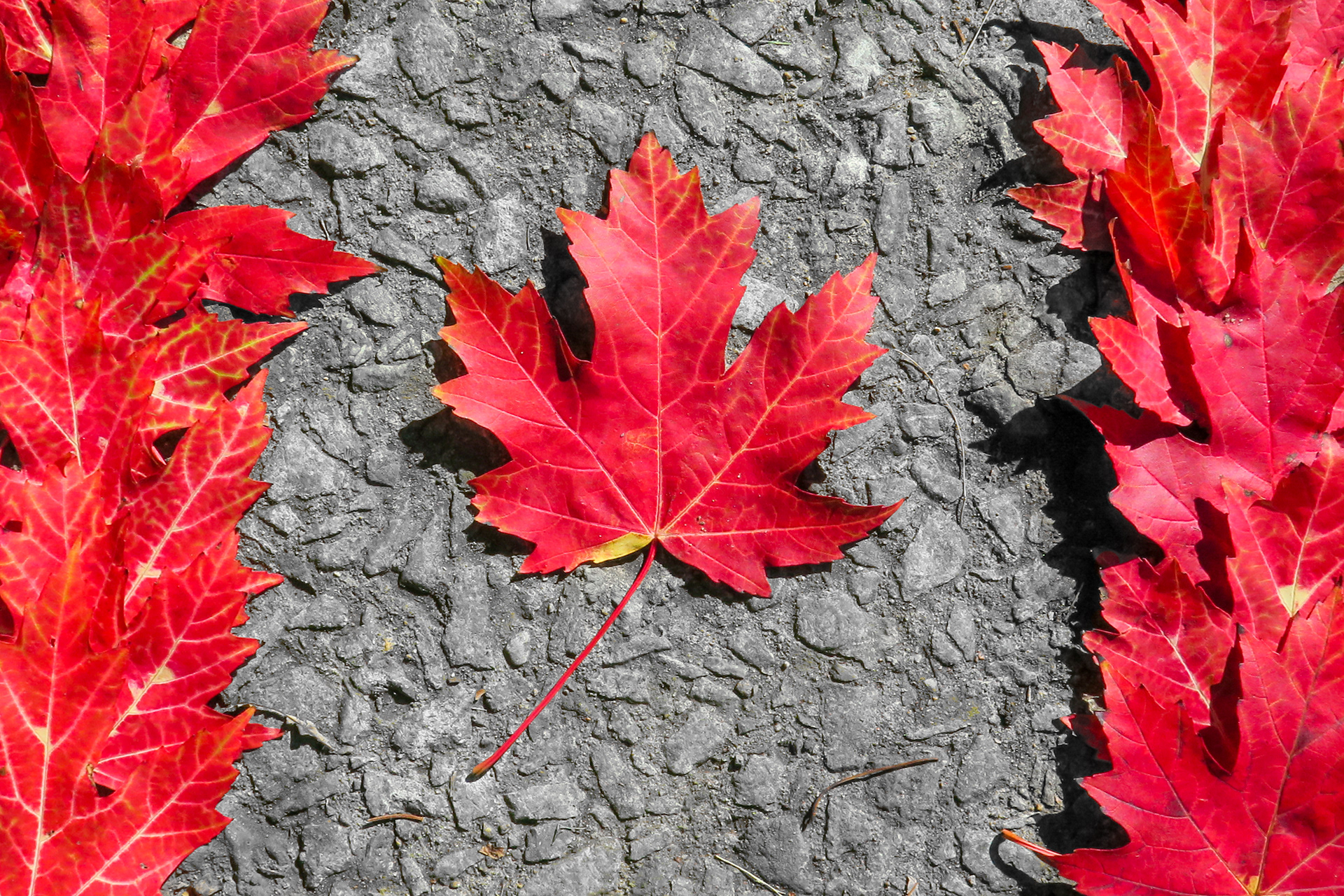 O Canada | (Montreal, Canada)