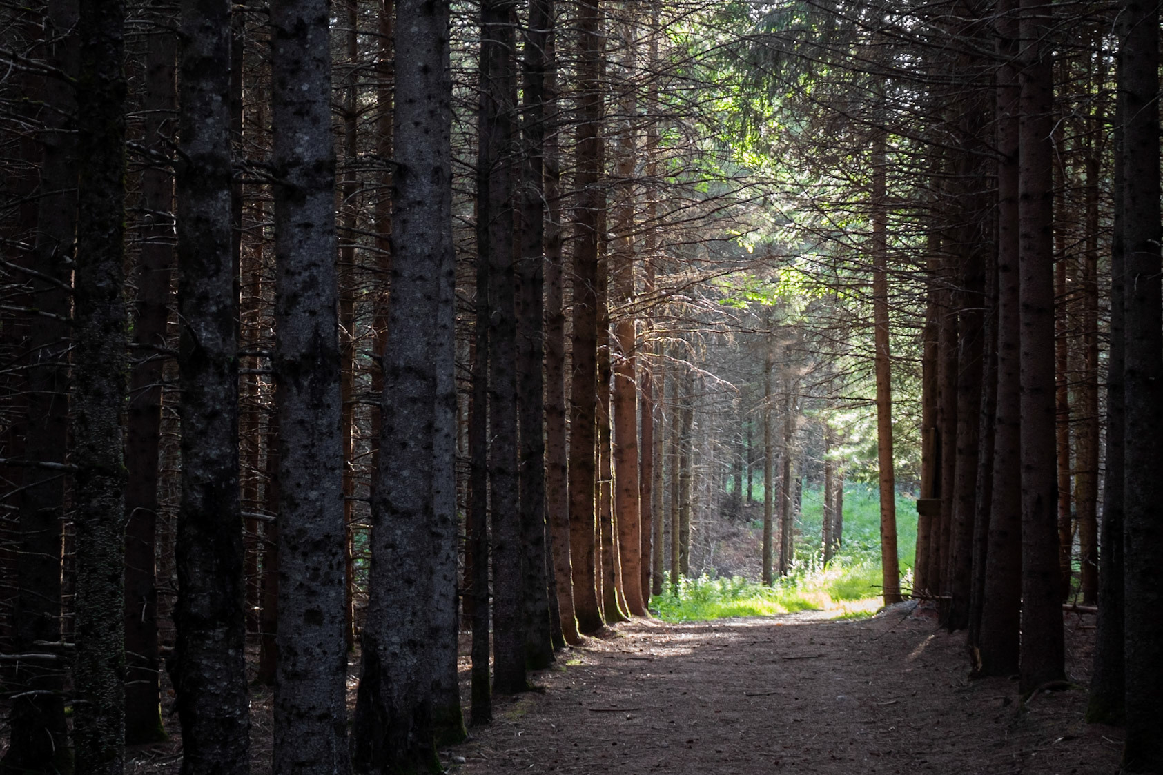 Towards the Light | (Entre Cimes et Racines)