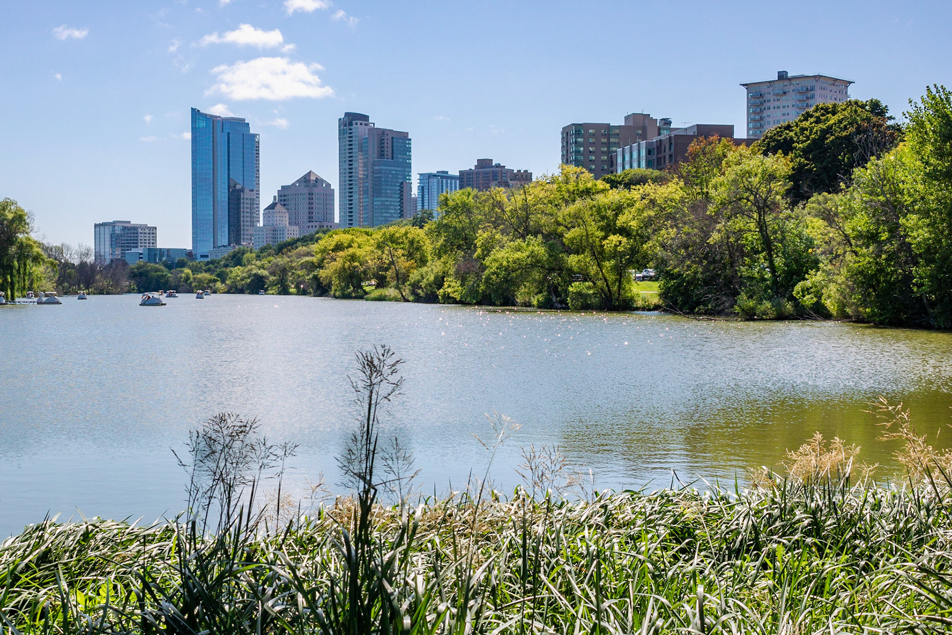 Skyline to Treeline | (Veterans Park)