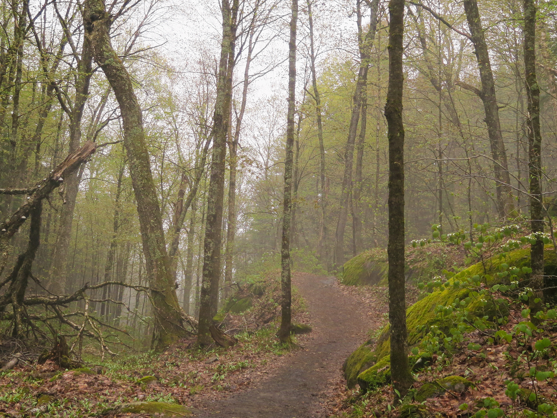 Forest Fog | (Mont Tremblant, Canada)