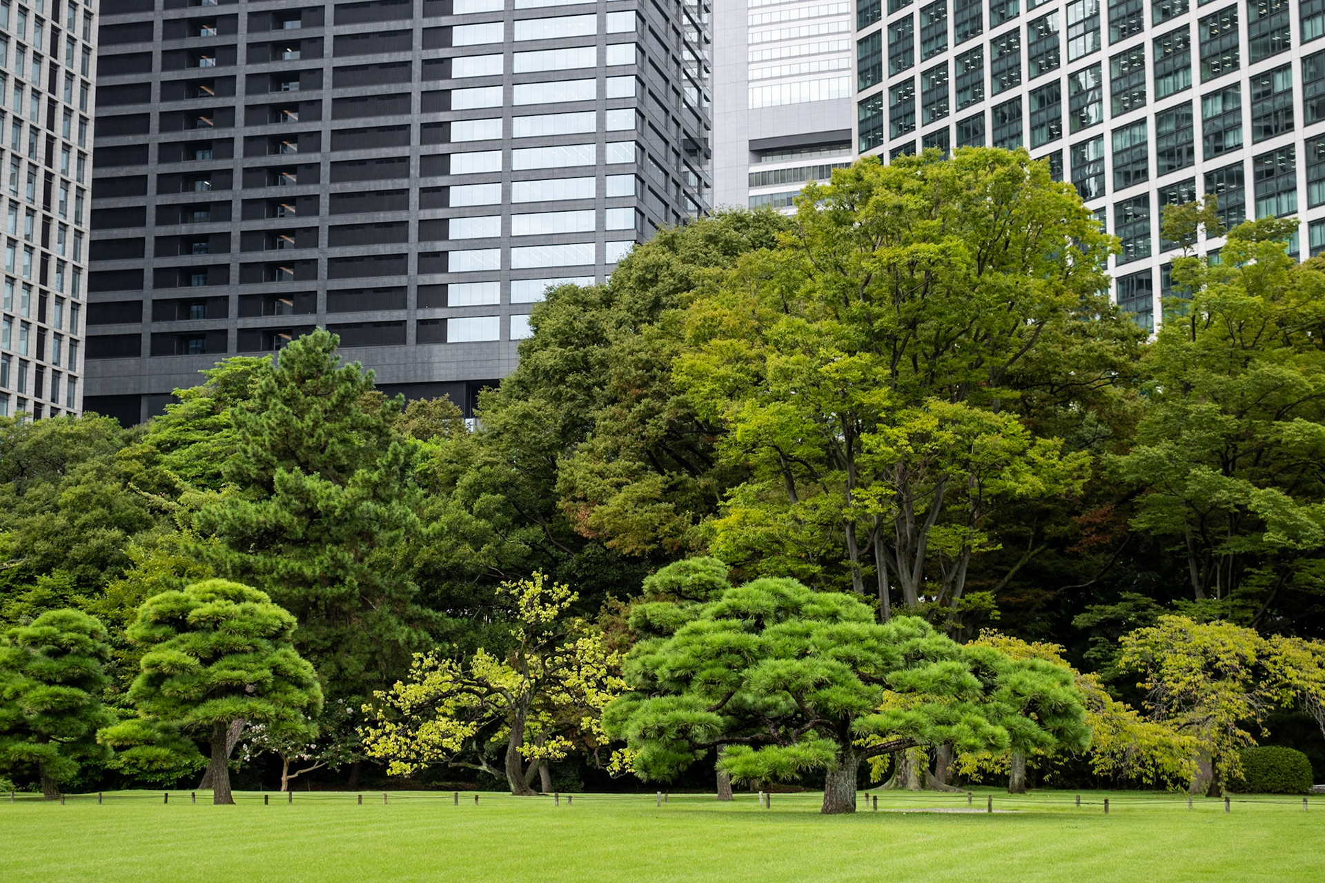Trees and Towers | (Hamarikyu Gardens)