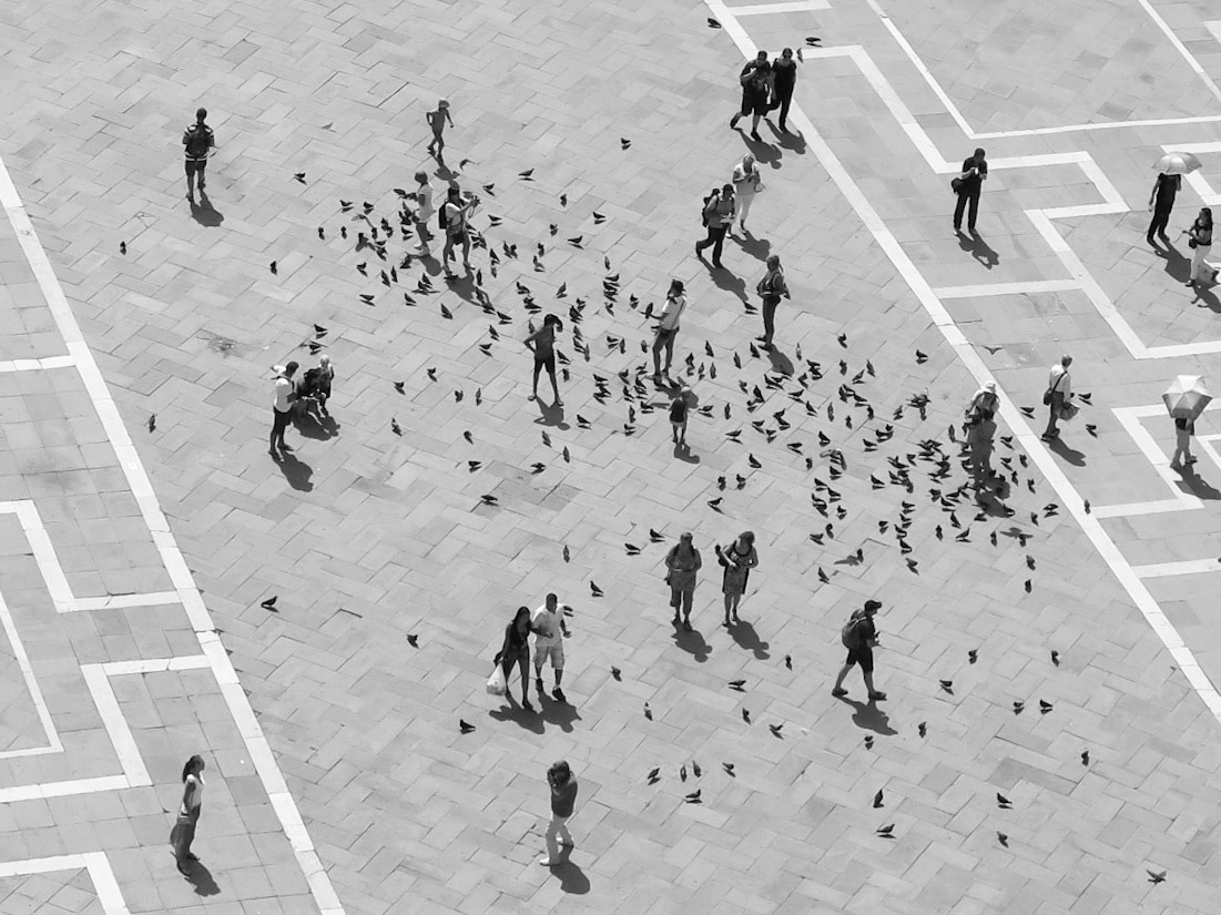 Pigeon Party | (Piazza San Marco, Venice)