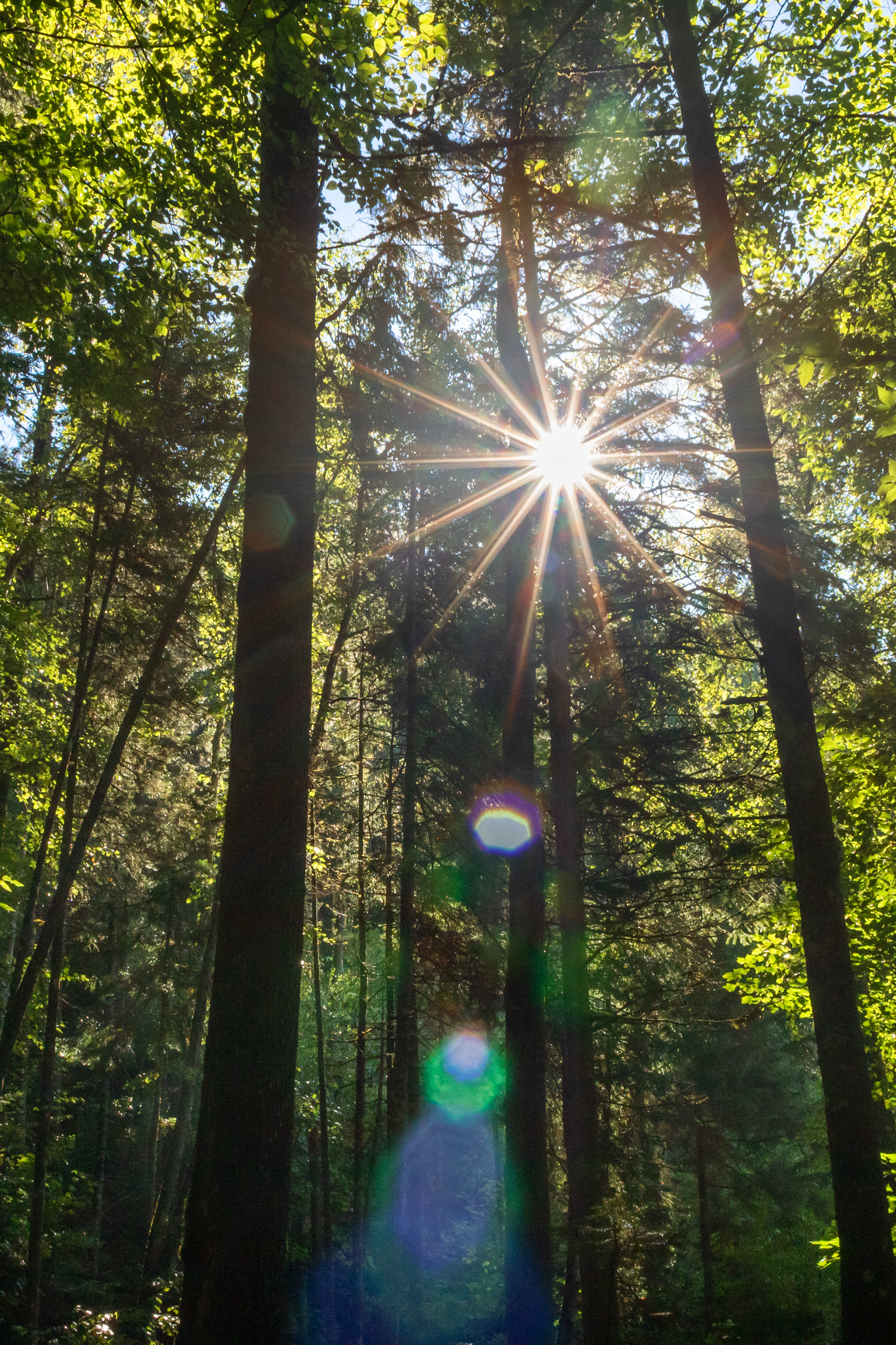 Rays | (Jacques Cartier National Park, Canada)