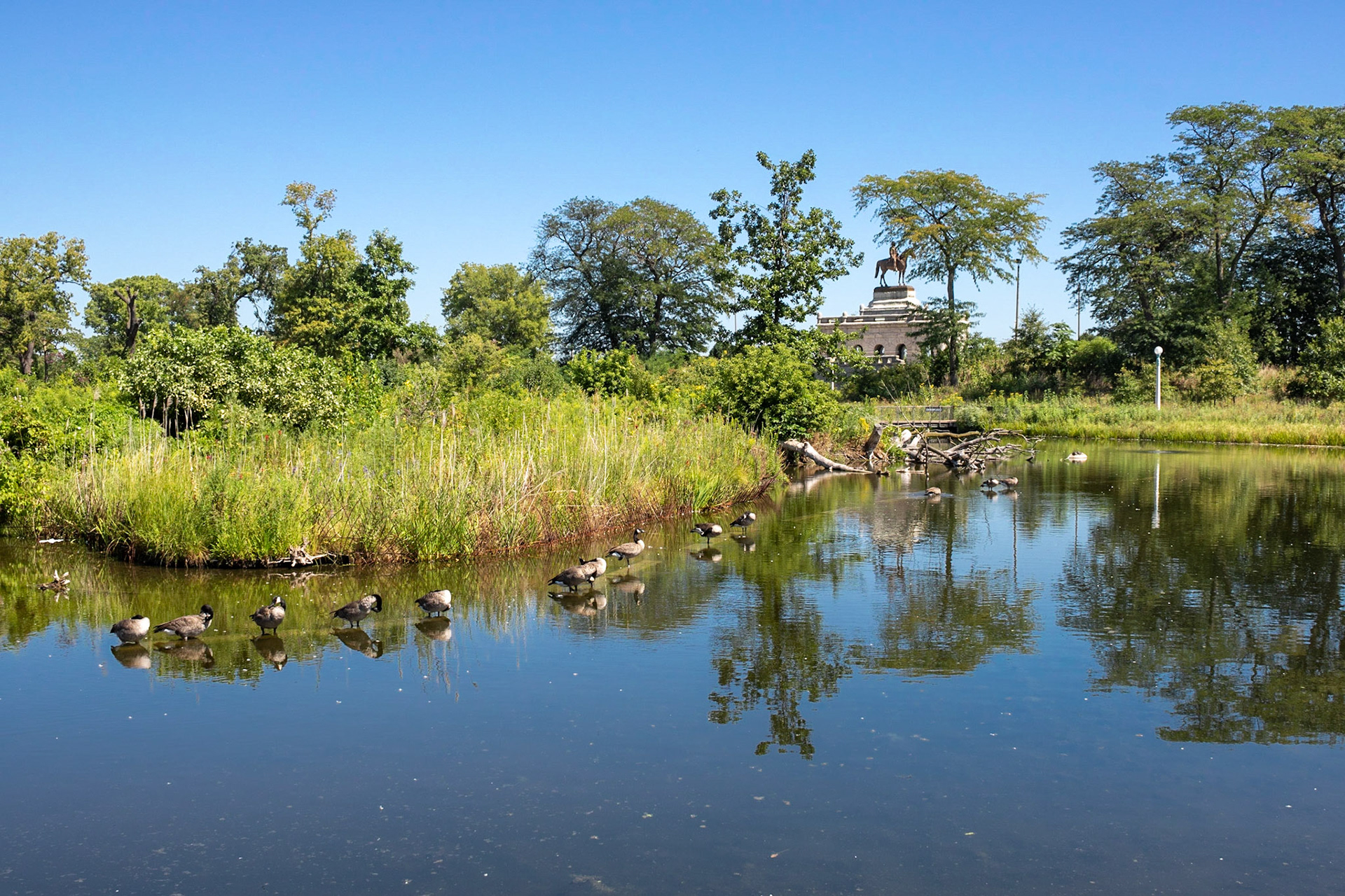 Goose Party | (Lincoln Park)