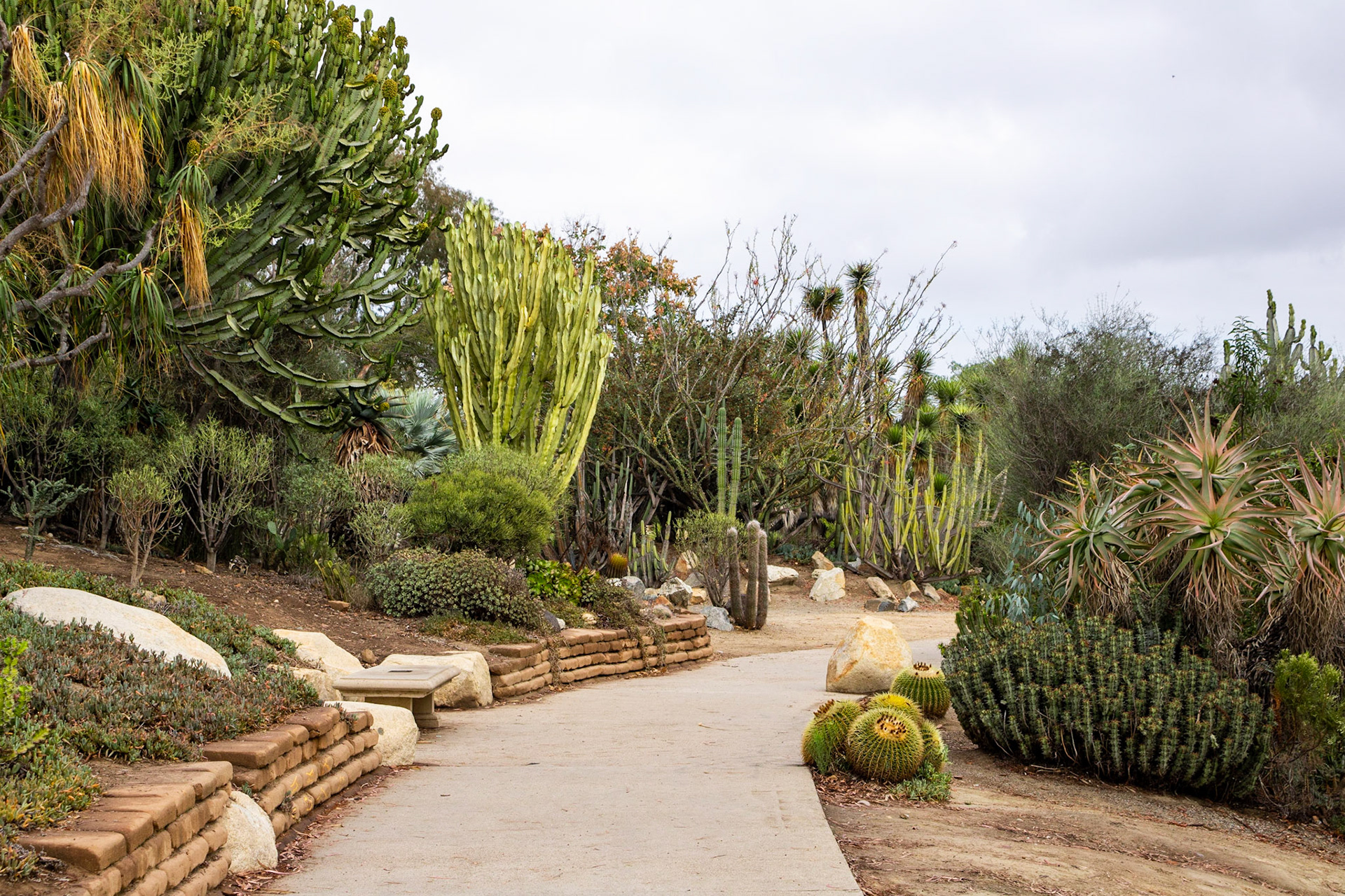 Prickly Plants | (Desert Garden, Balboa Park)