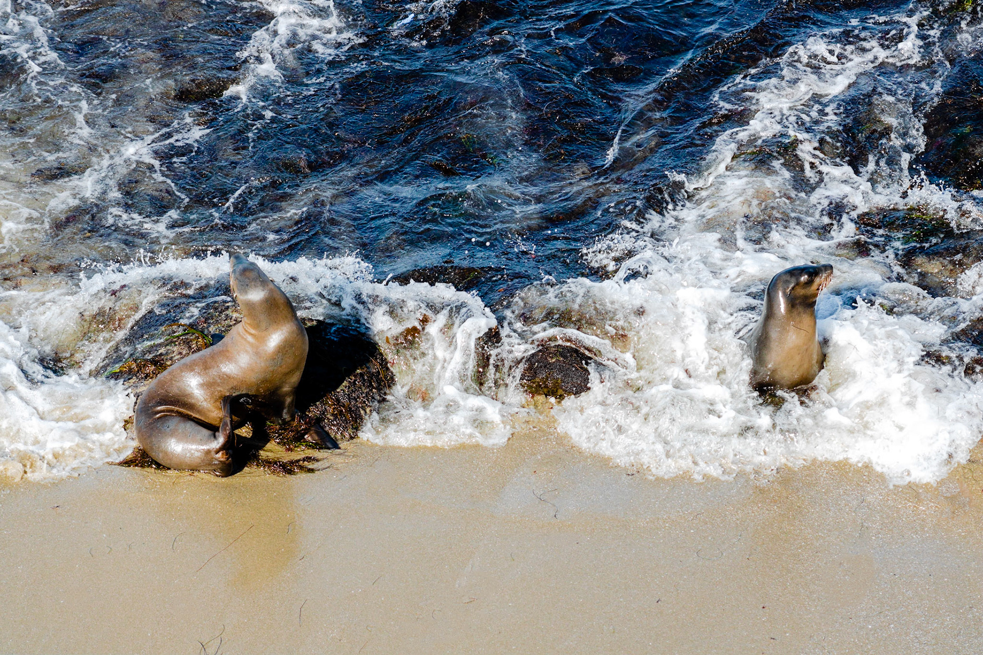 Bath Time | (La Jolla Cove)