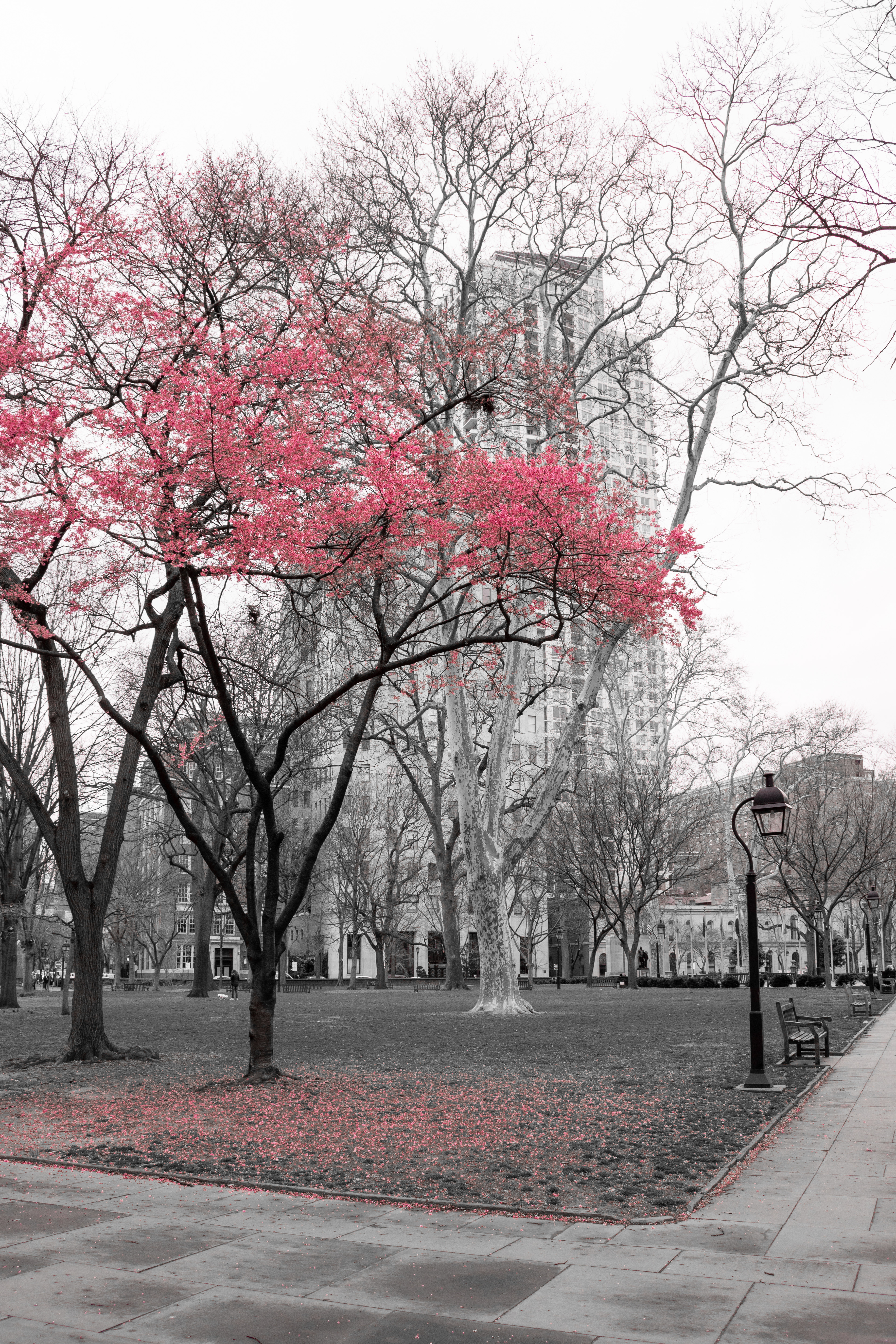 Pink Petals | (Philadelphia, USA)