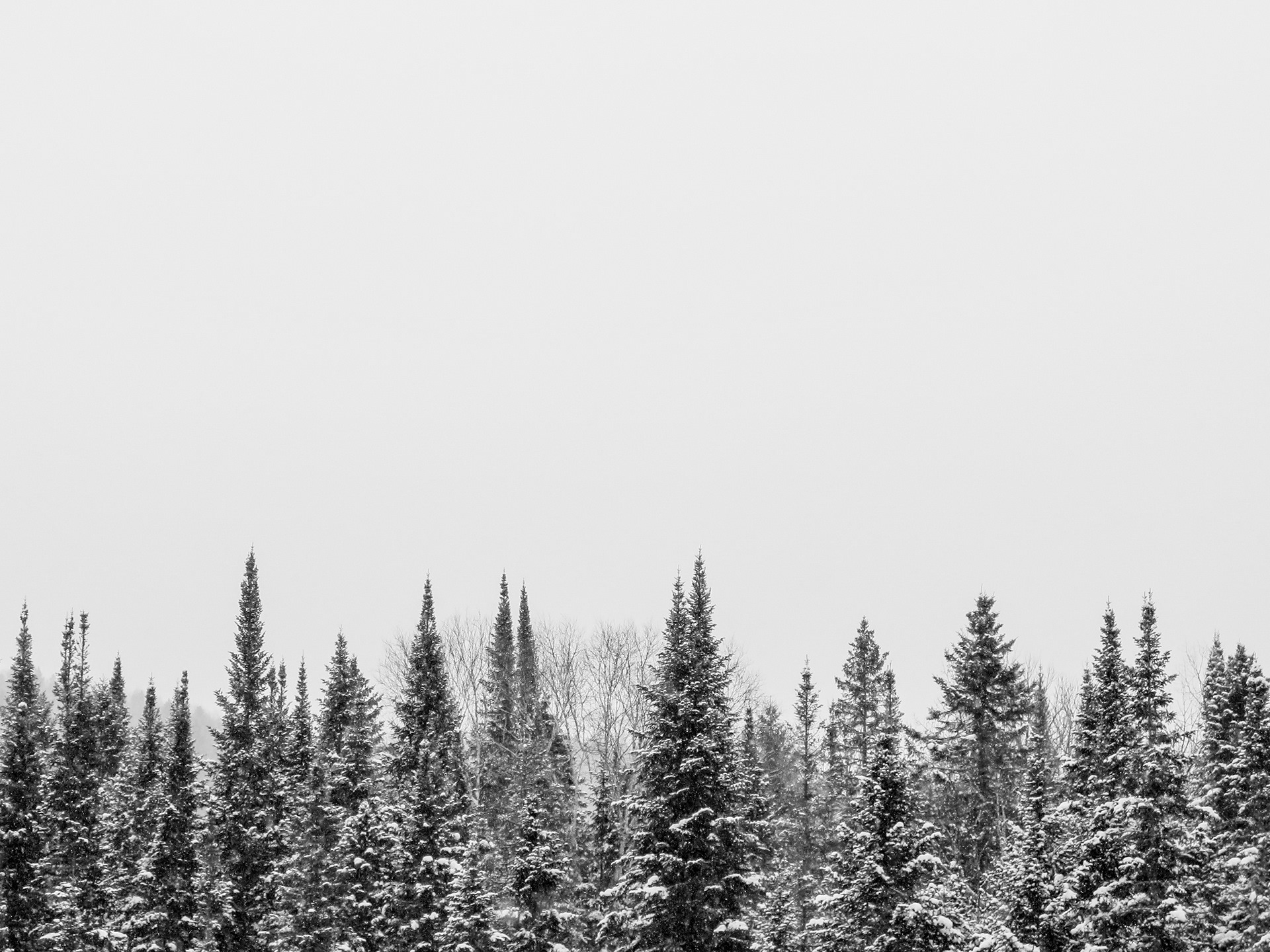 Treetops | (Kabania, Canada)