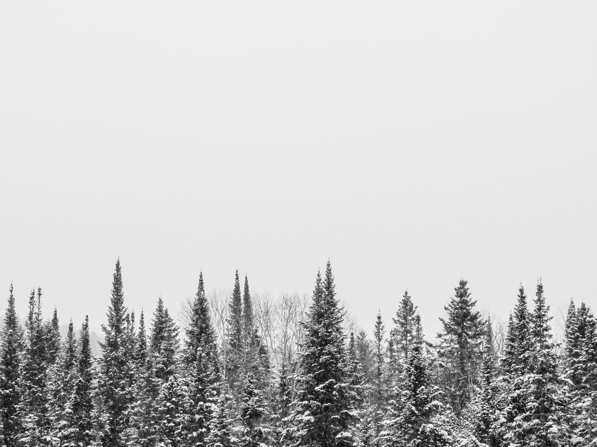 Treetops | (Parc Régional de la Forêt Ouareau)