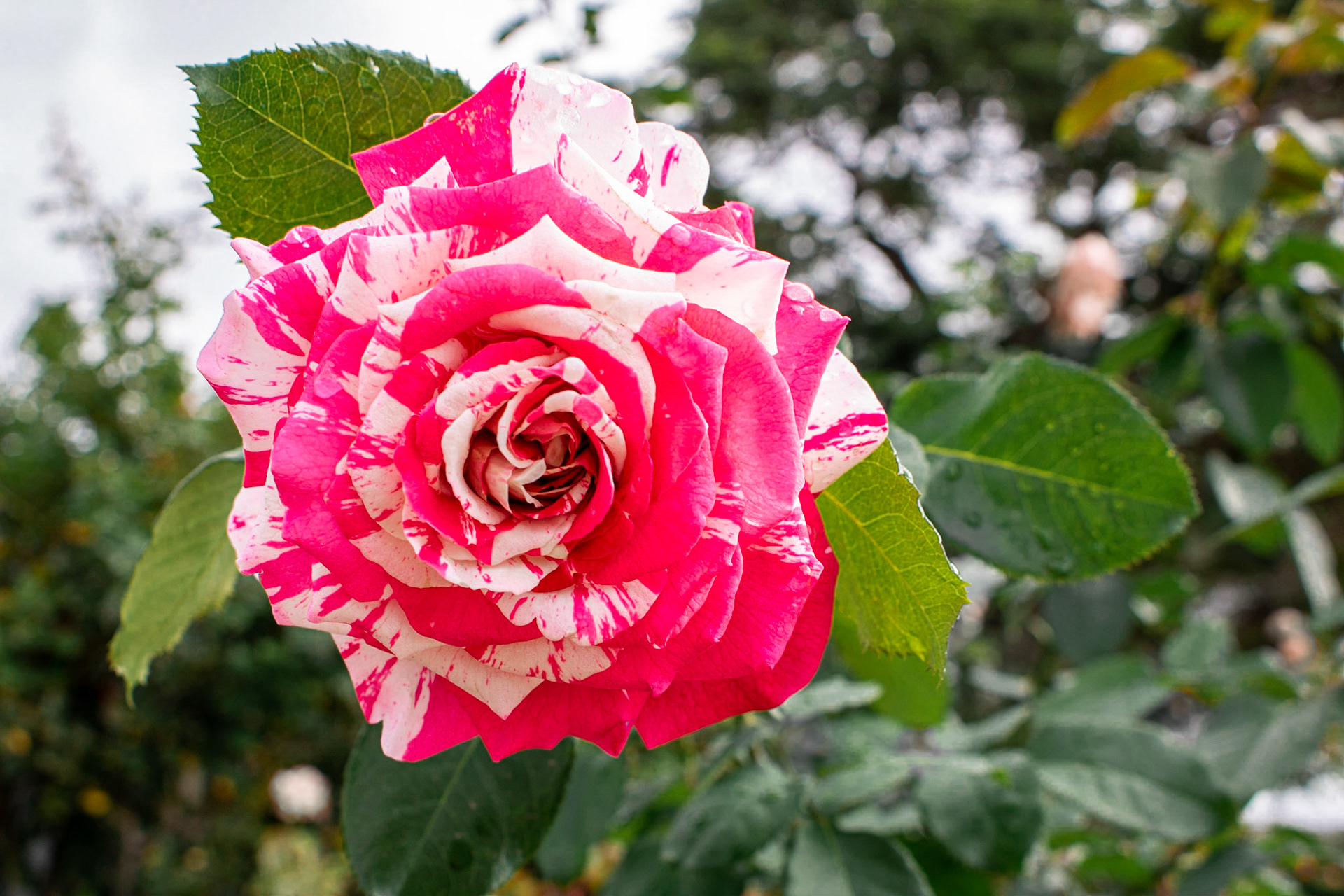 Tie Dye | (Balboa Park Rose Garden)