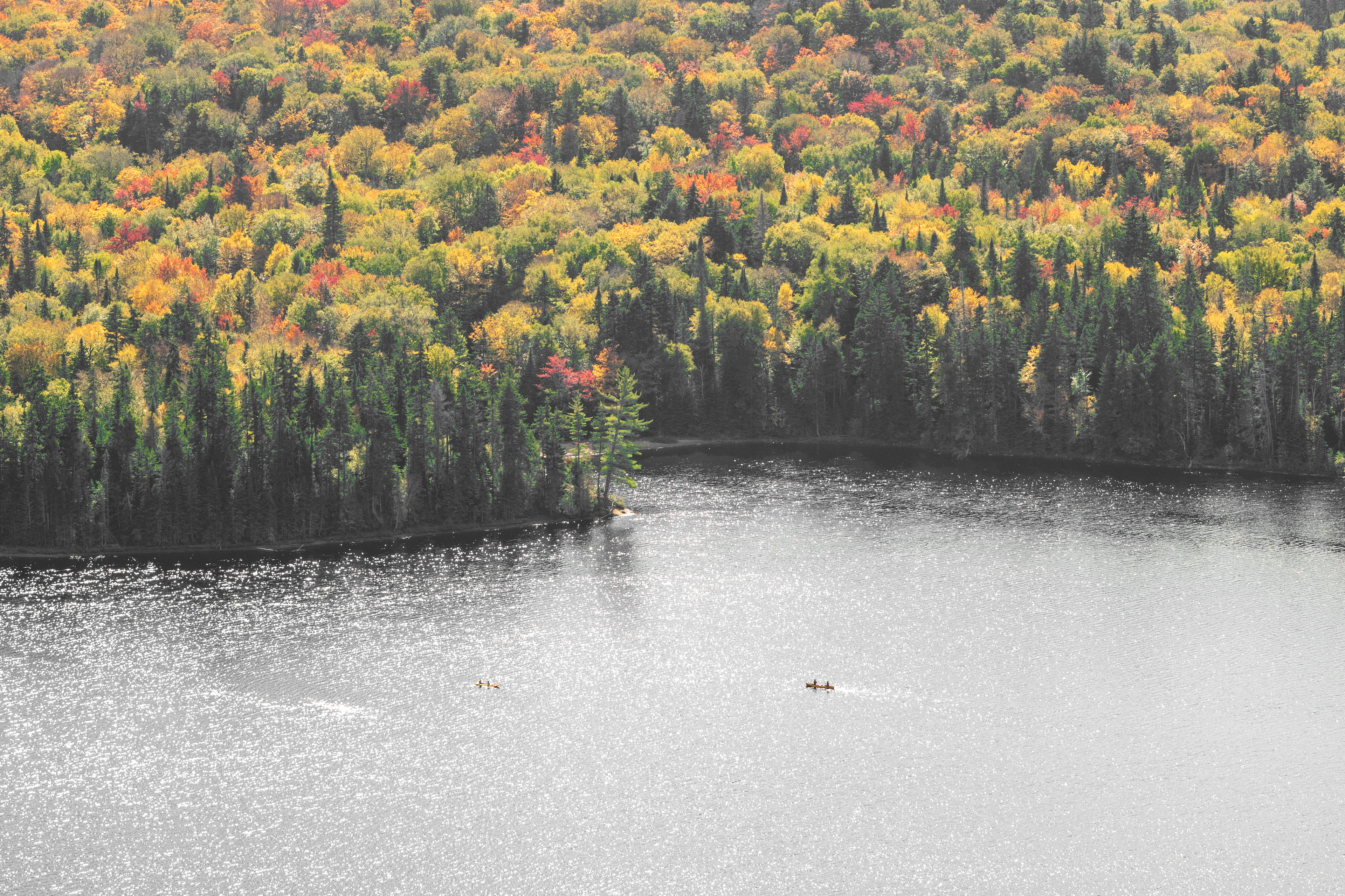 Big Trees, Little Kayak | (Parc National du Mont-Tremblant)